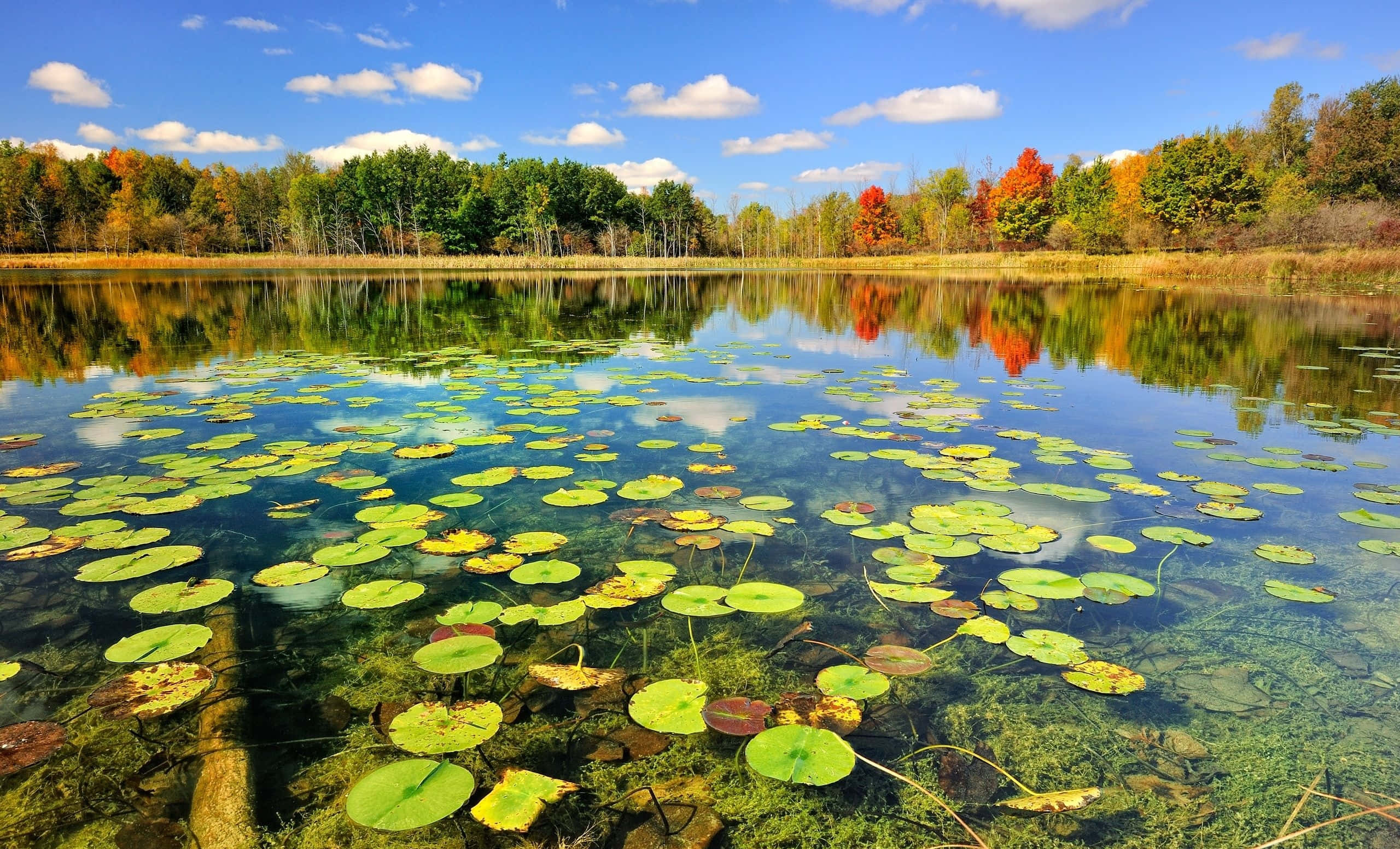 autumn lake, lily pads, vibrant forest, 2K Desktop Wallpaper