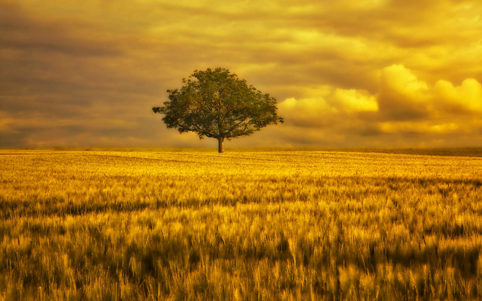 golden wheat field, dramatic sunset sky, warm amber clouds, Full HD Desktop Wallpaper