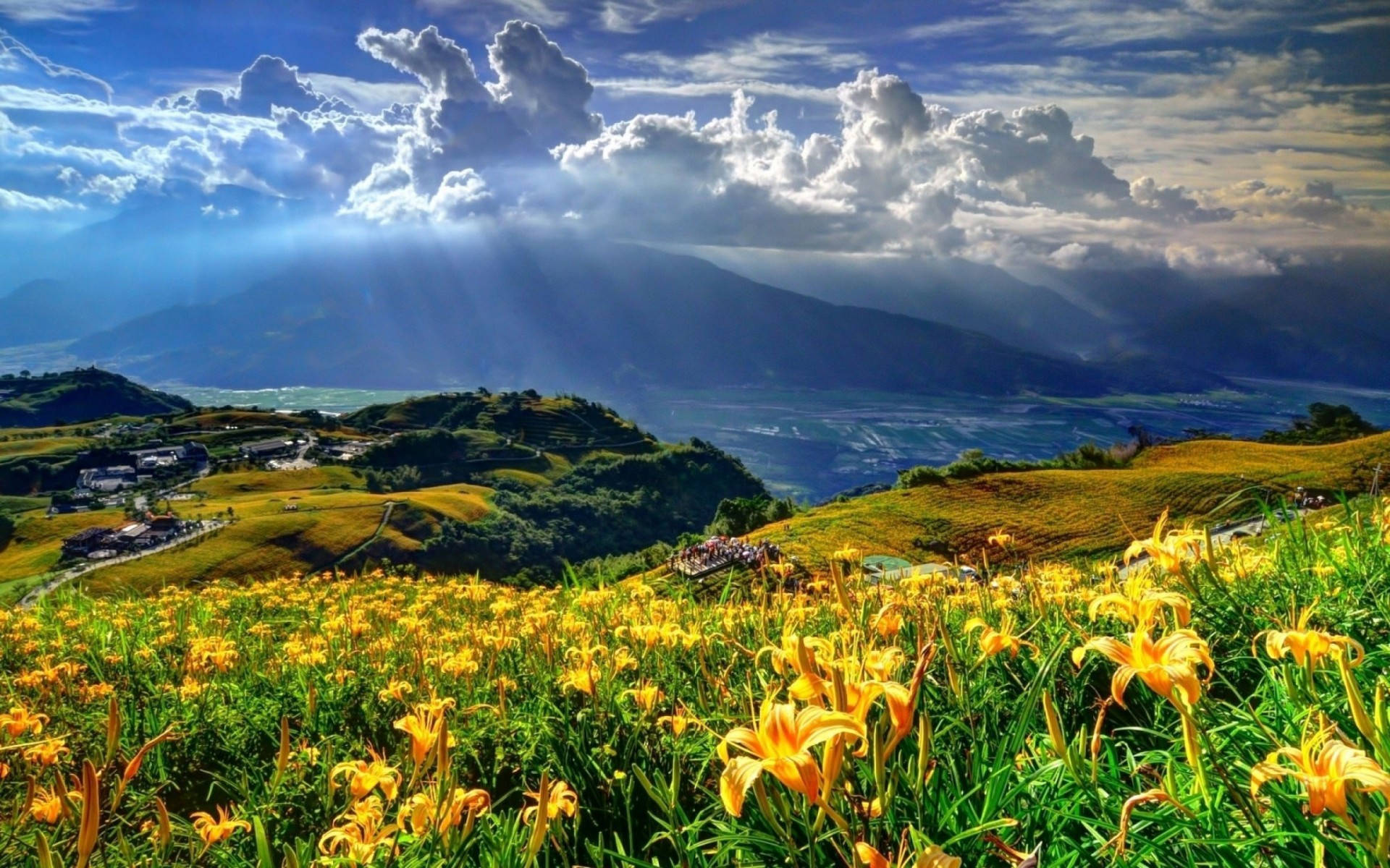yellow daylilies, sunlit rolling hills, dramatic cloud-filled skies, Full HD Desktop Wallpaper