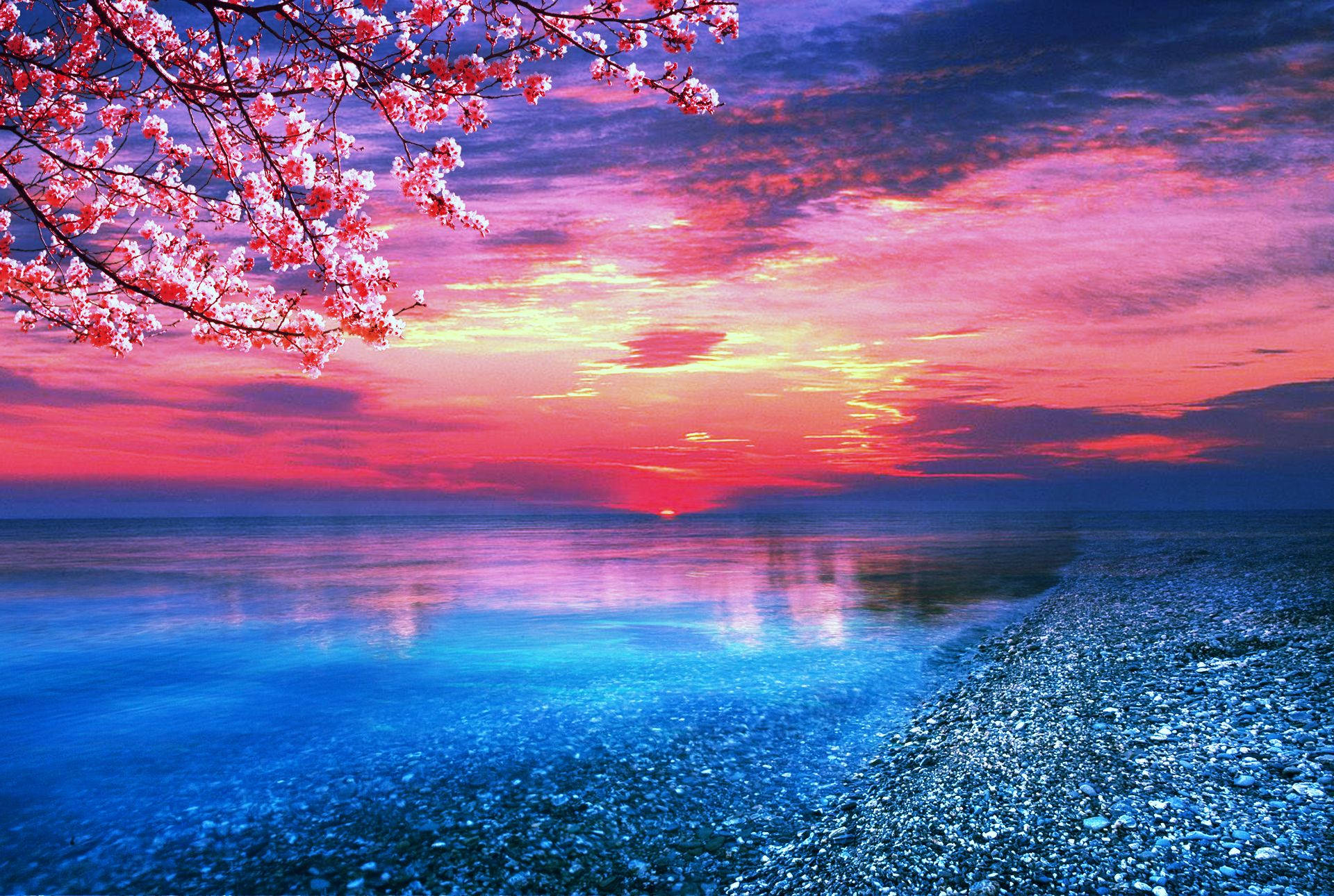 Sakura Sunset Ocean, pink cherry blossoms, tranquil beach, Full HD Desktop Wallpaper
