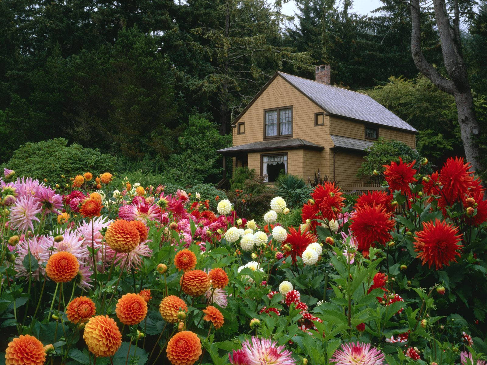 yellow house, vibrant garden, red pink and orange dahlias, HD Desktop Wallpaper