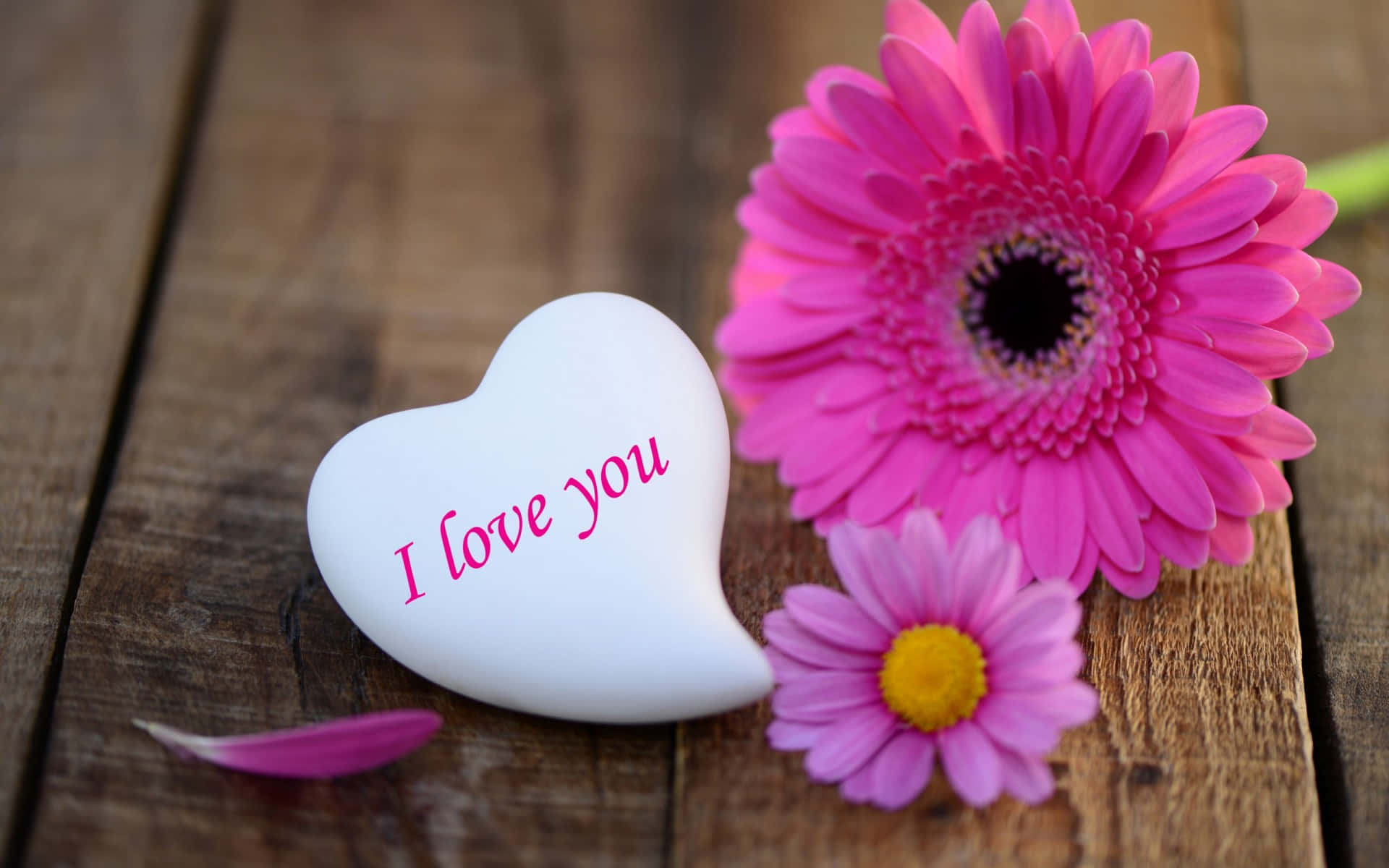 white heart-shaped stone, pink 'I love you' text, vibrant pink gerbera daisies, Full HD Desktop Wallpaper