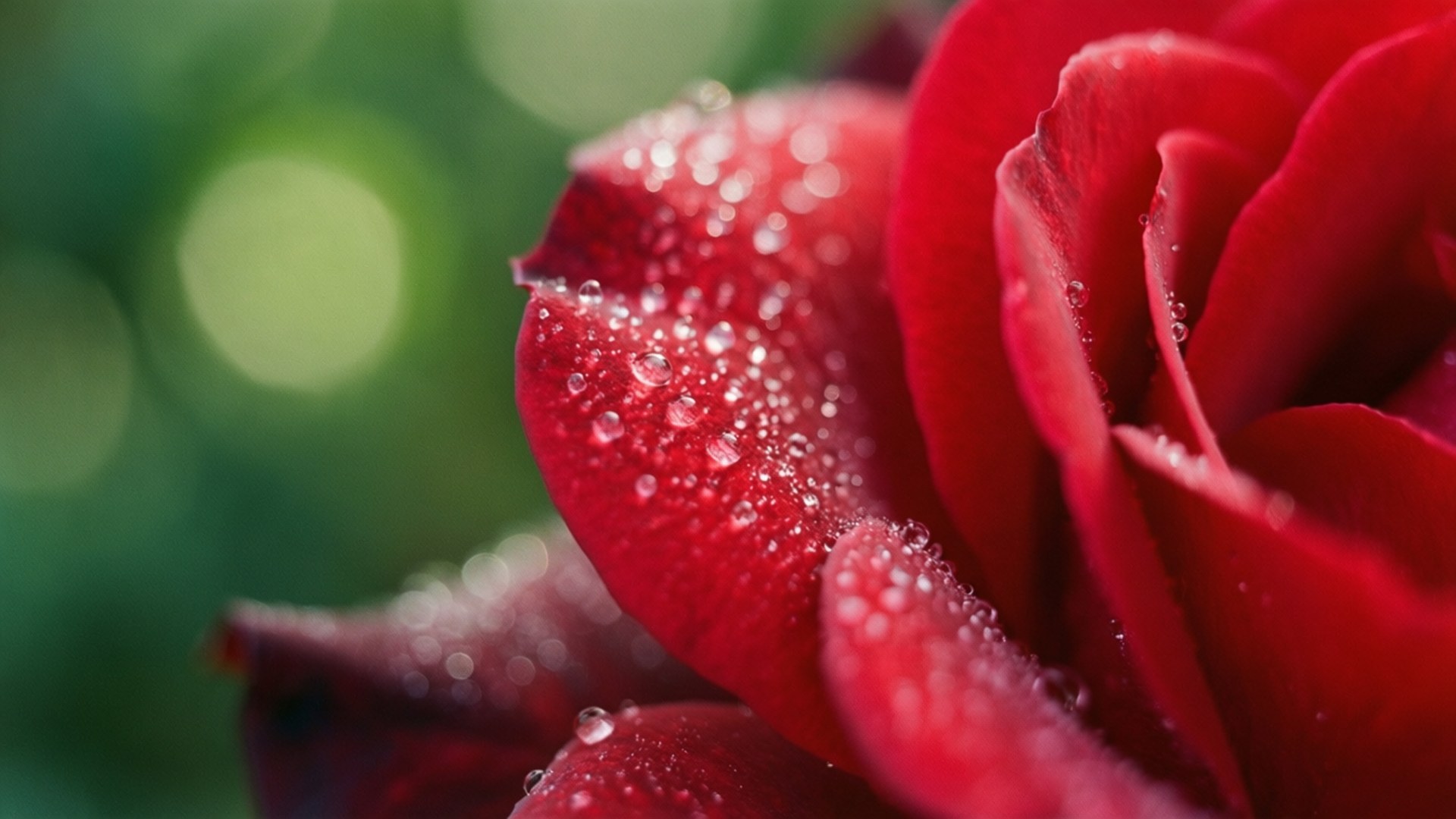 rose petal, vibrant red, dewdrops, Full HD Desktop Wallpaper