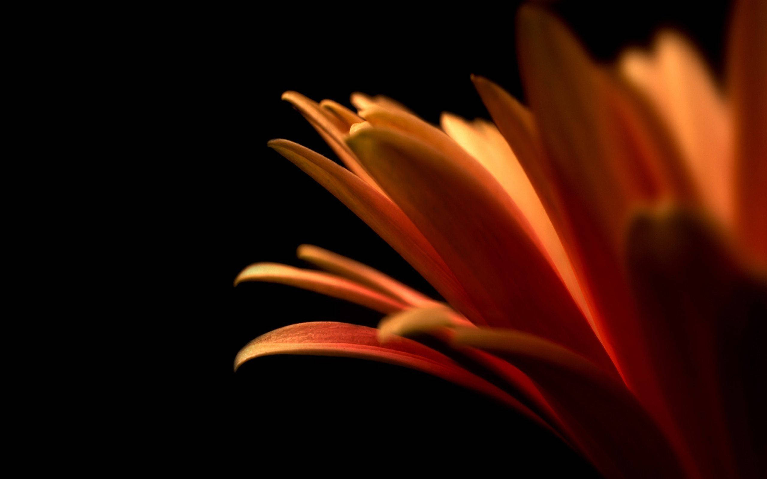 minimalist macro flower photography, vibrant orange flower petal, deep black background, 2K Desktop Wallpaper