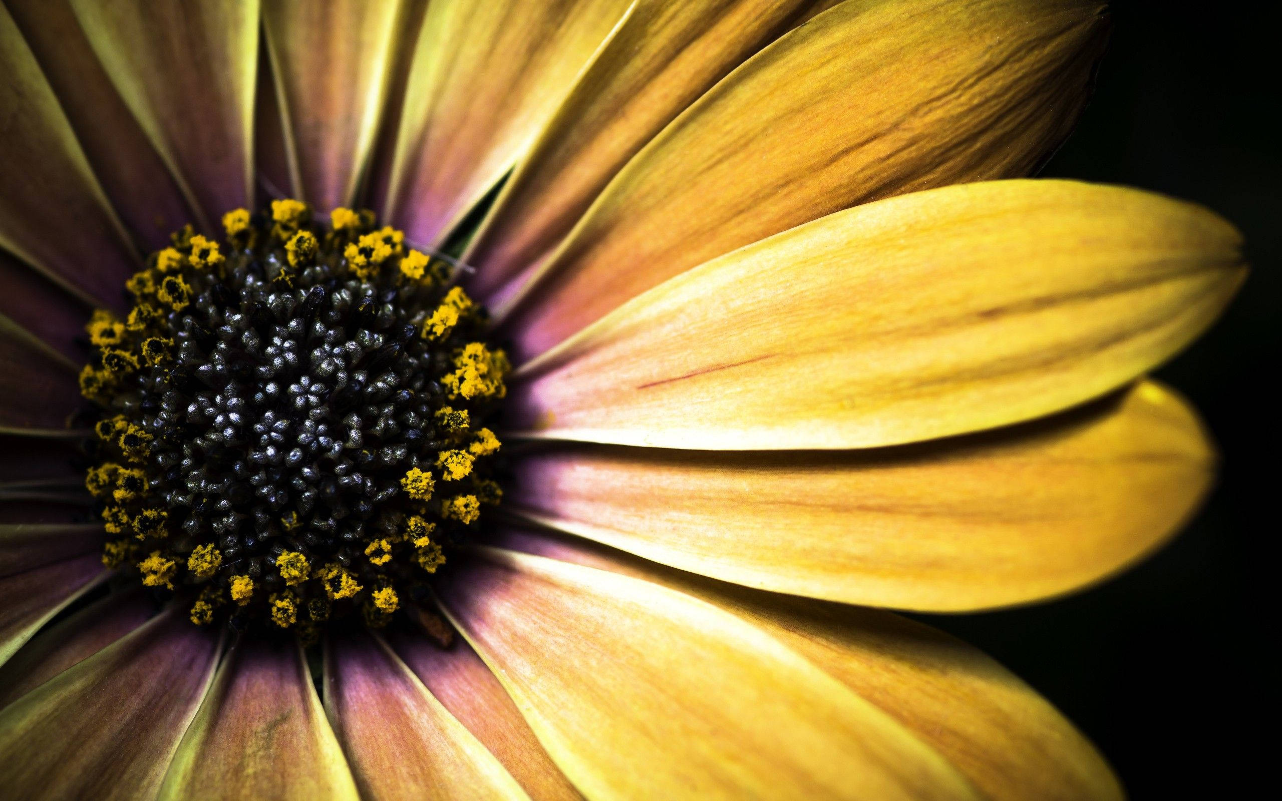 daisy, golden yellow petals, dark center, 2K Desktop Wallpaper