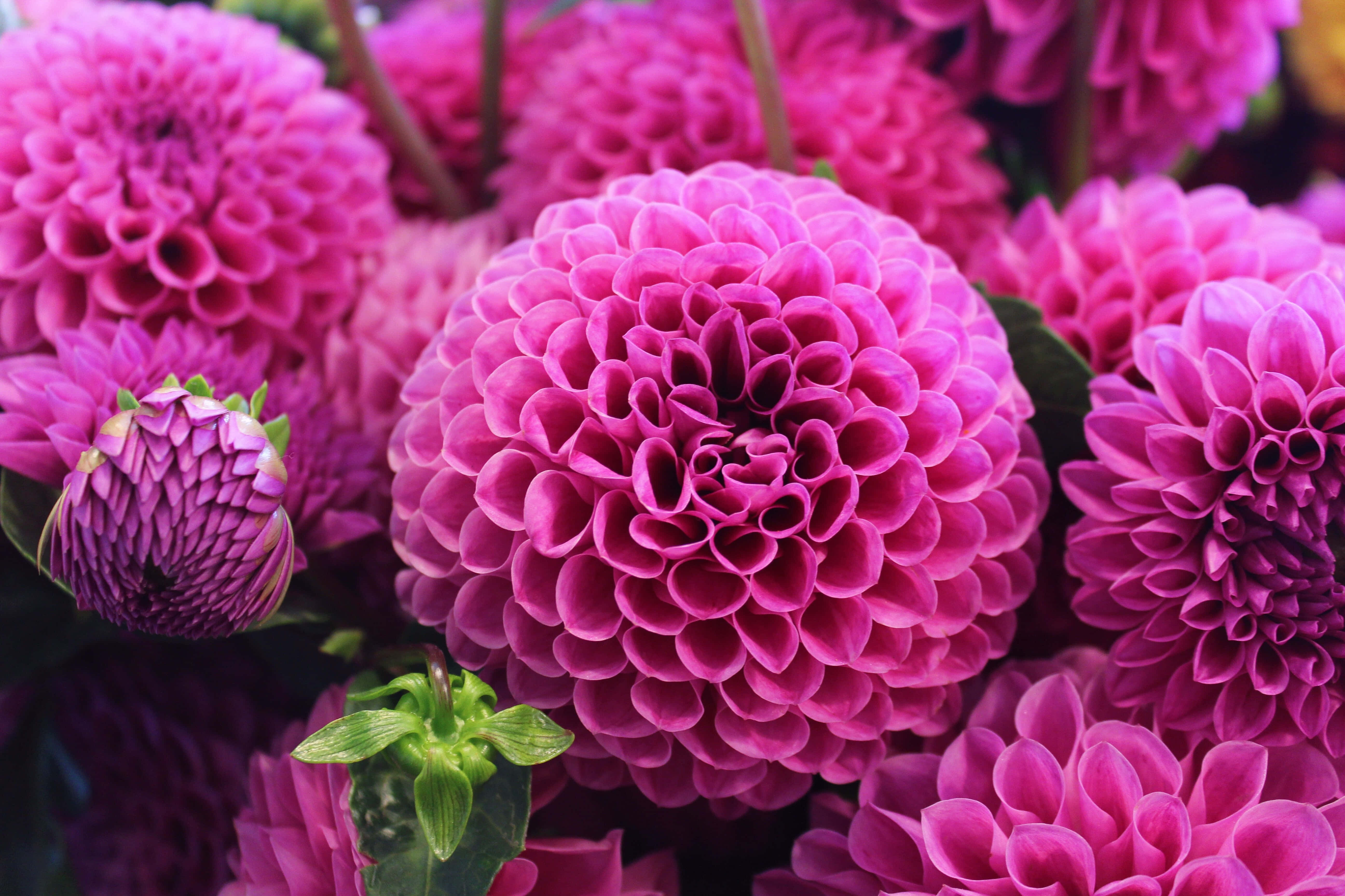 magenta dahlia, dewdrops on leaves, lush close-up, 5K Desktop Wallpaper