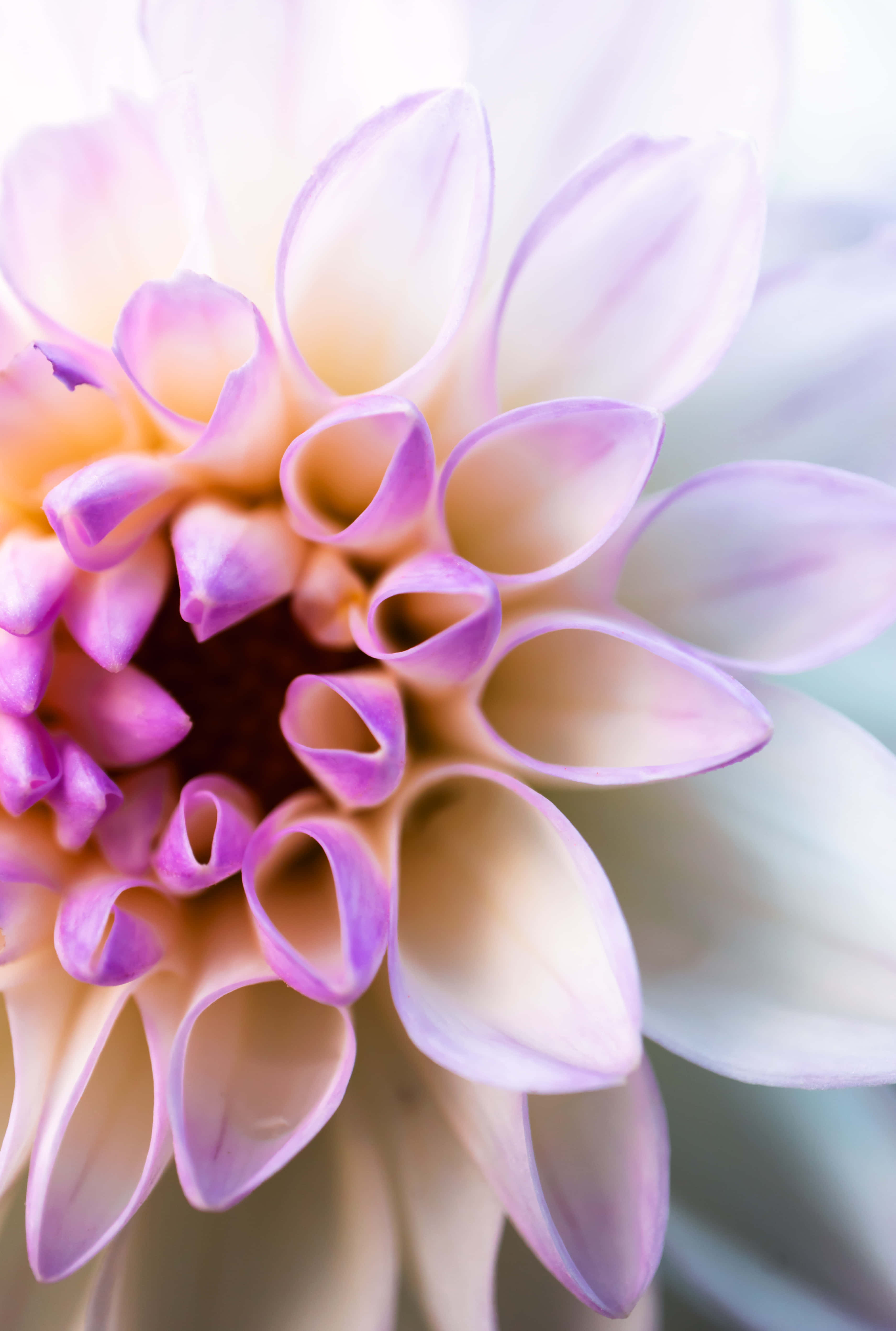 dahlia flower, lavender, cream, 4K Phone Wallpaper