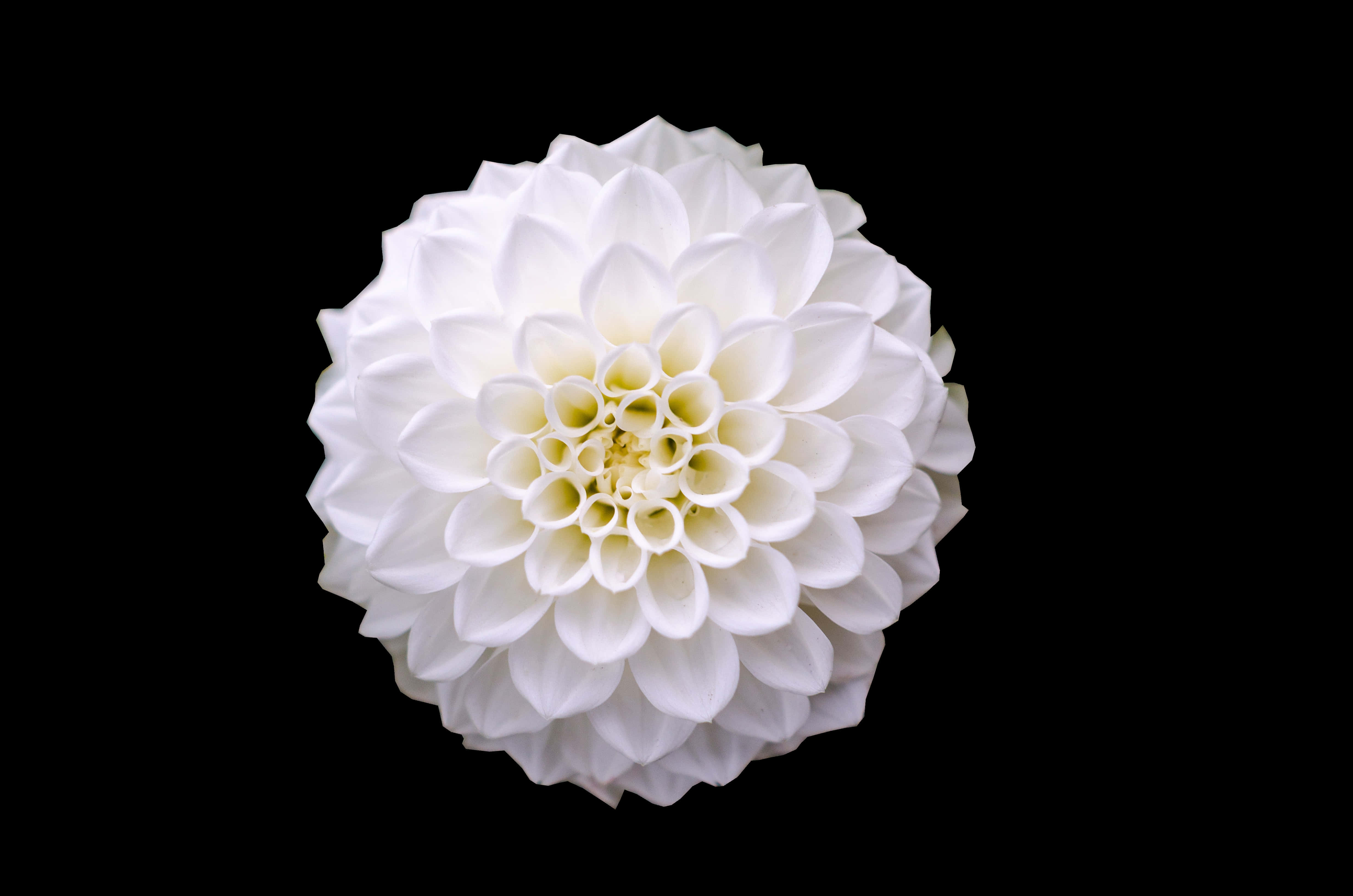 white dahlia flower, layered petals, stark black background, 4K Desktop Wallpaper