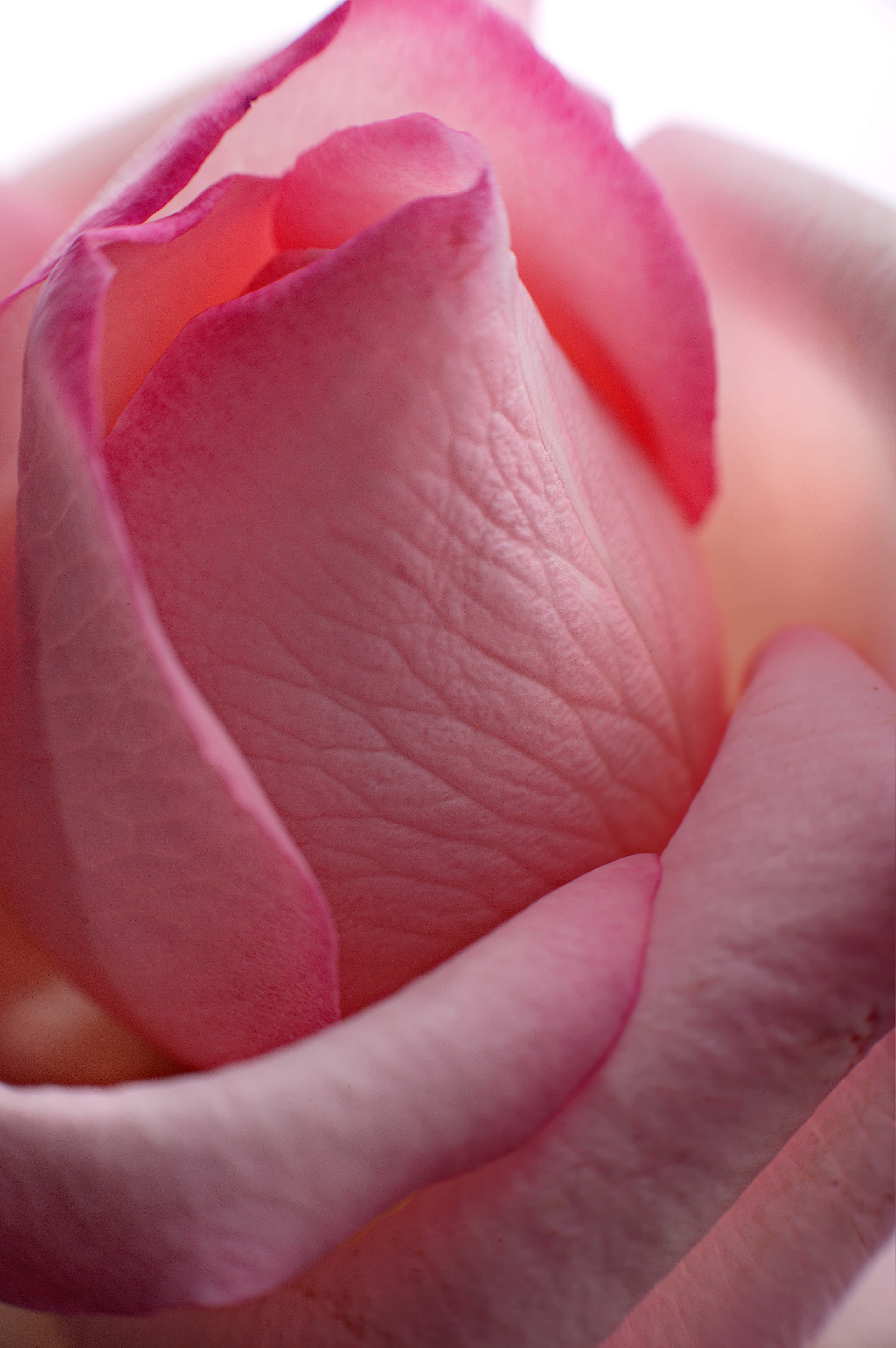 soft pink rosebud, velvety petals, subtle gradients, 4K Phone Wallpaper
