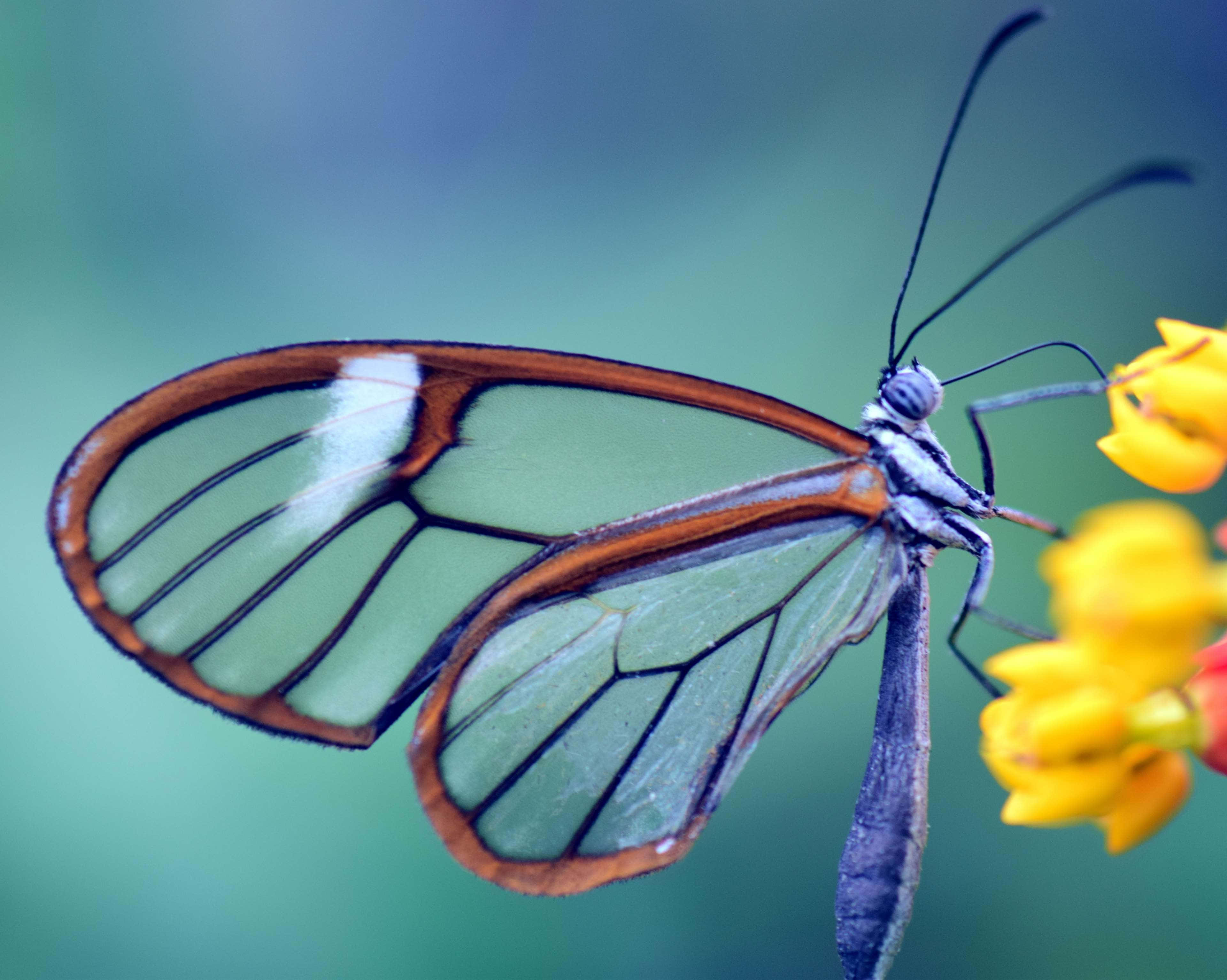 glasswing butterfly, transparent wings, orange borders, 4K Desktop Wallpaper