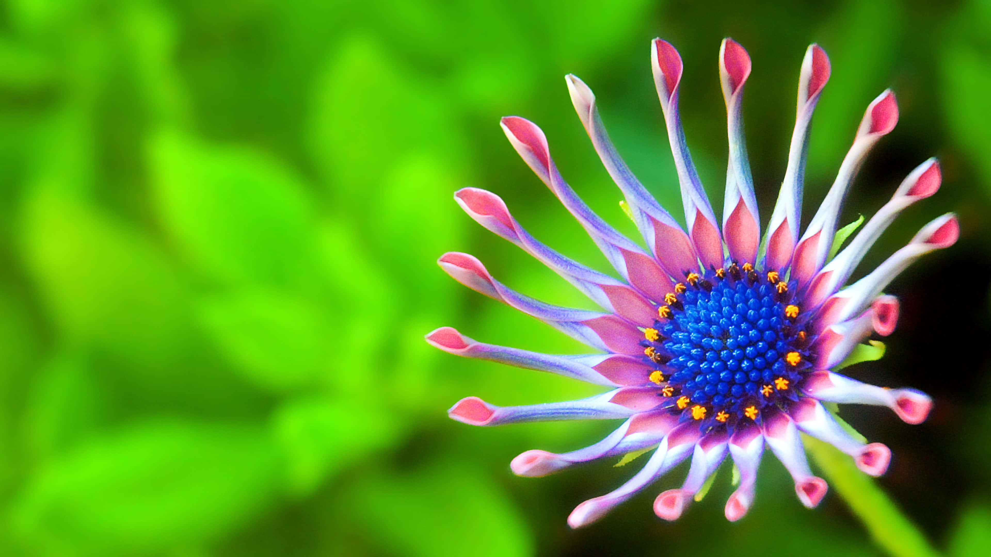dewdrop, vibrant blue and pink flower, spiky petals, 4K Desktop Wallpaper