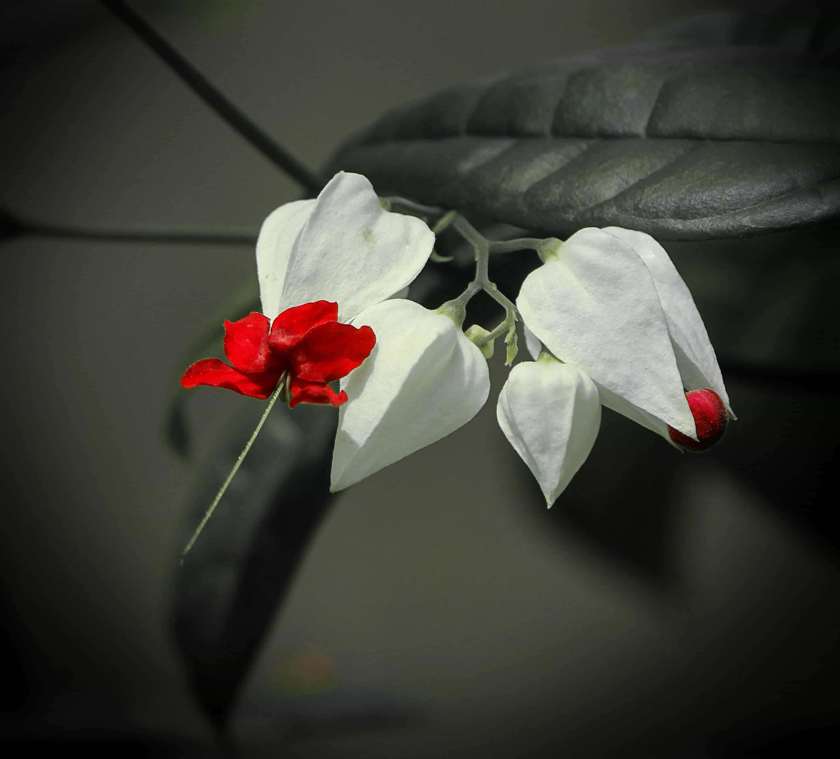 white flower, vibrant red center, dark blurred background, 2K Desktop Wallpaper