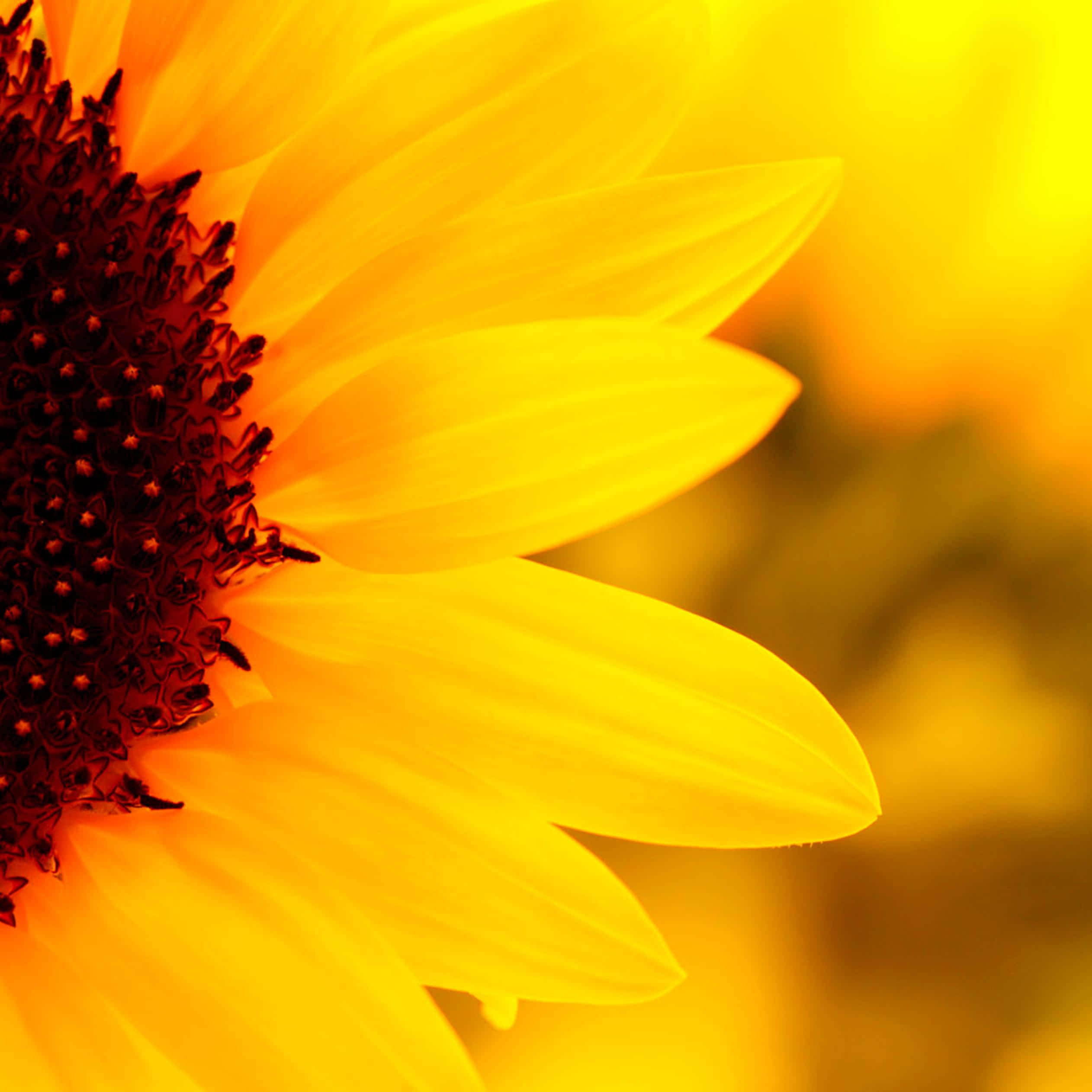 sunflower, golden petals, dark center, Full HD Desktop Wallpaper