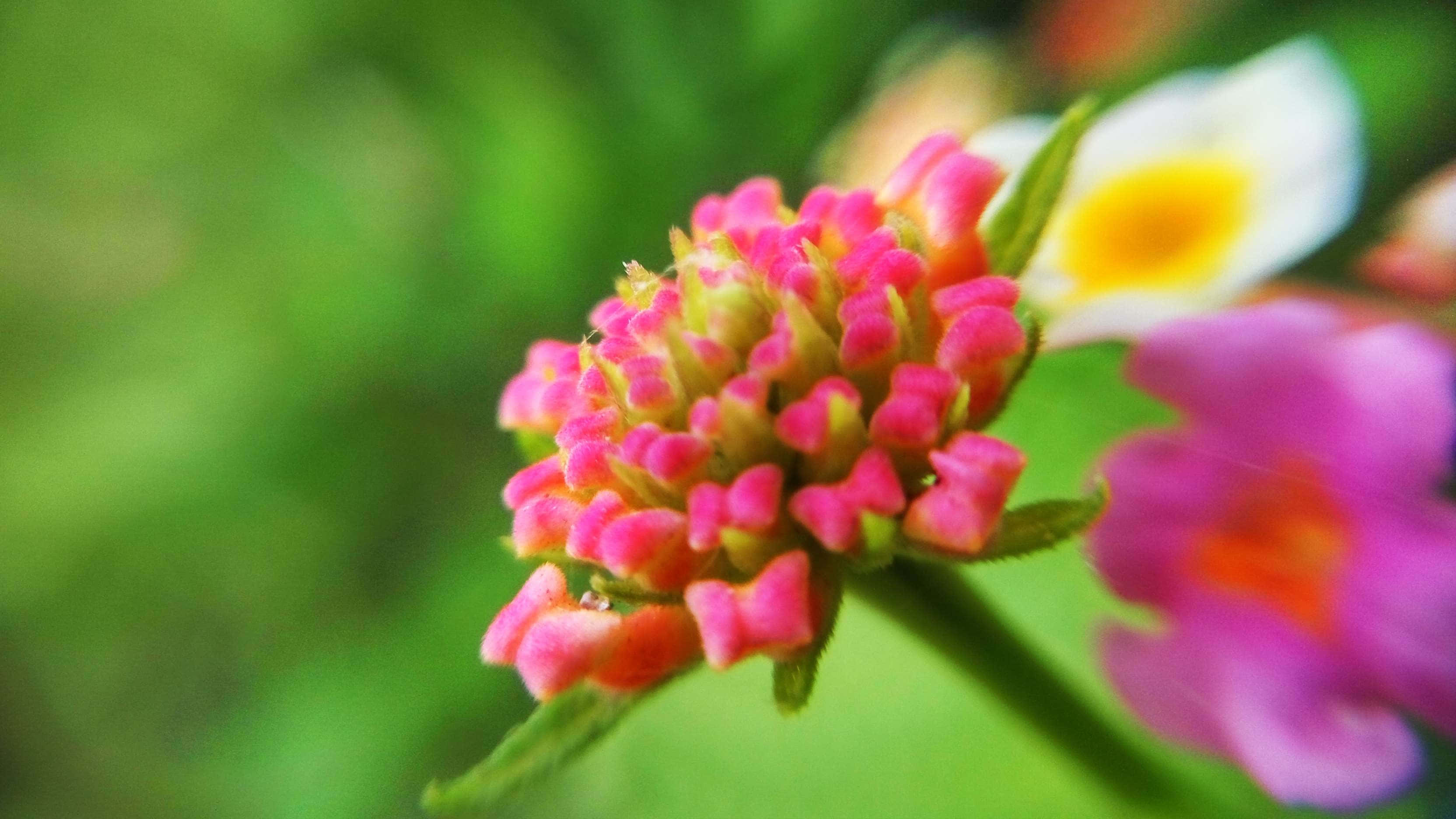 vibrant pink flower bud, soft green background, blurred white yellow flower, 2K Desktop Wallpaper