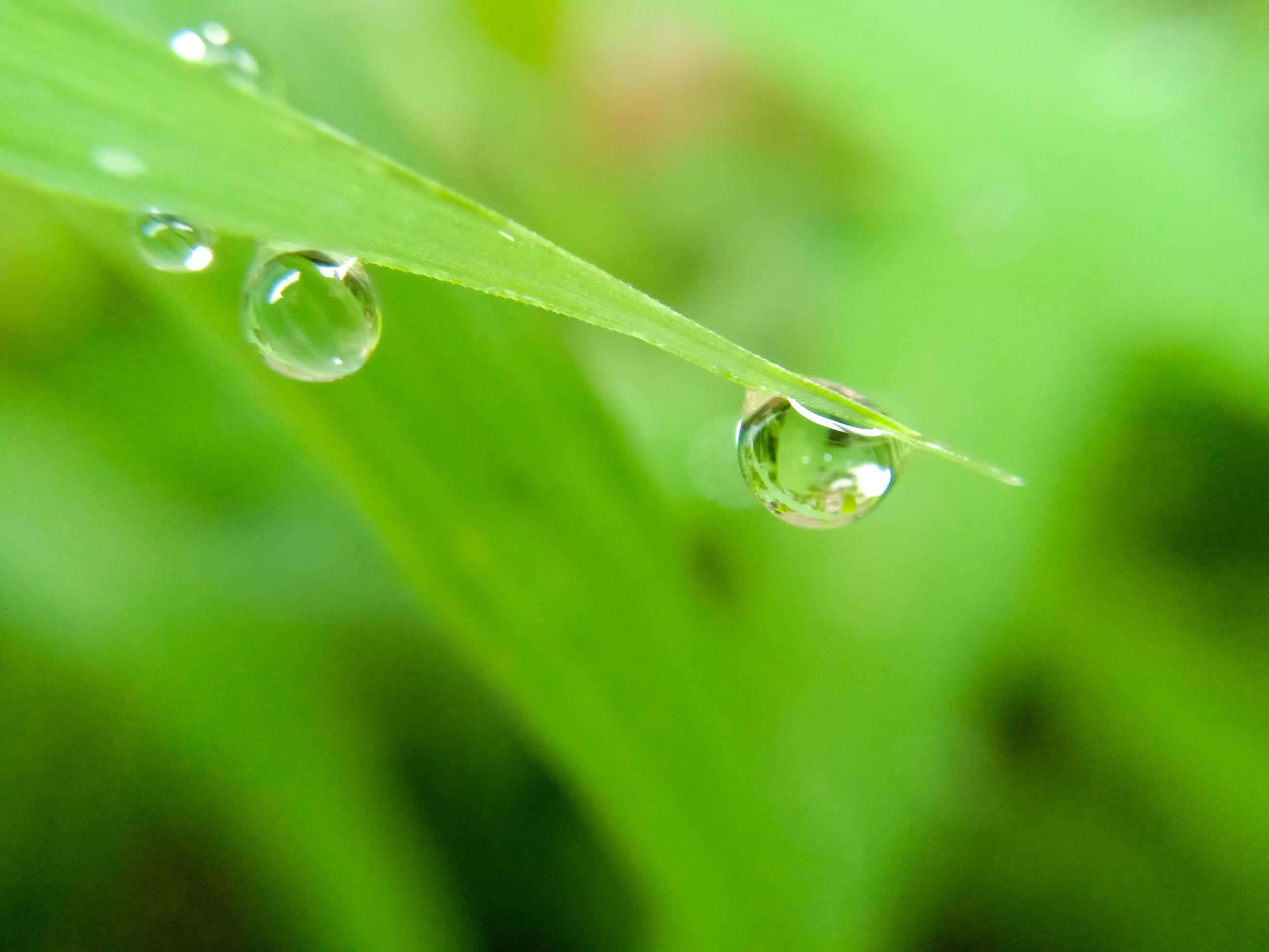 Beautiful Macro, dewdrops, vibrant green grass, 2K Desktop Wallpaper