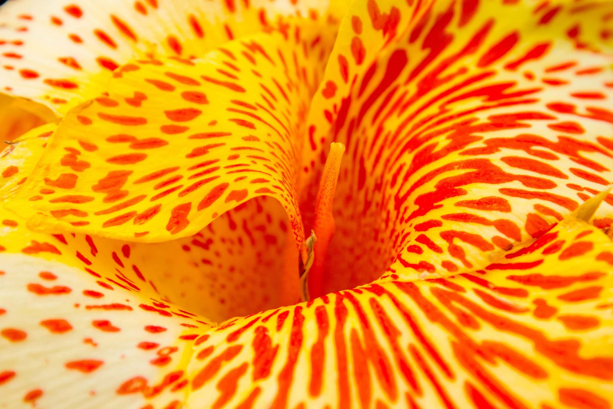 yellow lily, fiery red speckles, streaks radiating from its center, 2K Desktop Wallpaper