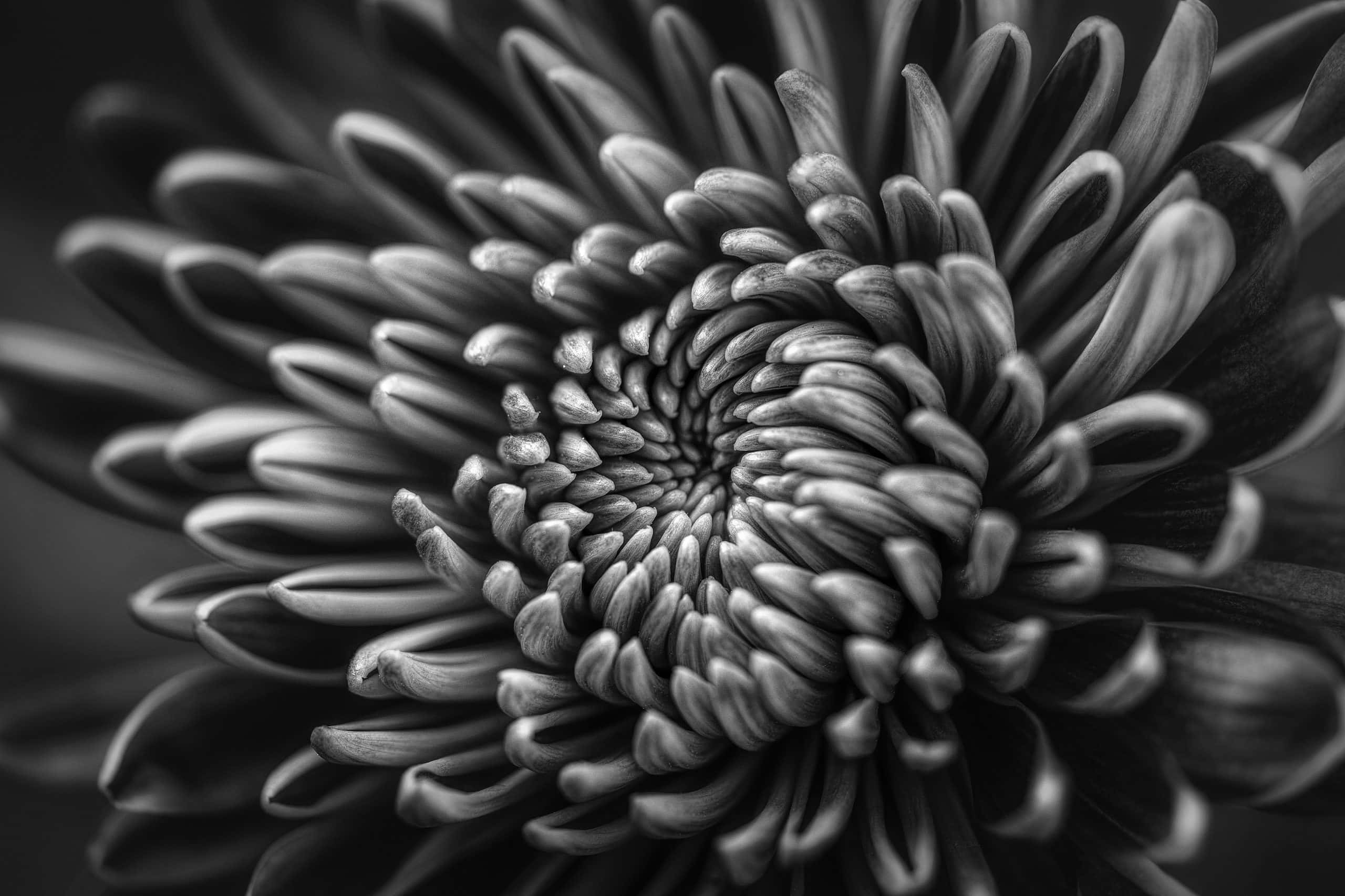 chrysanthemum, spiral petals, dense center, 2K Desktop Wallpaper
