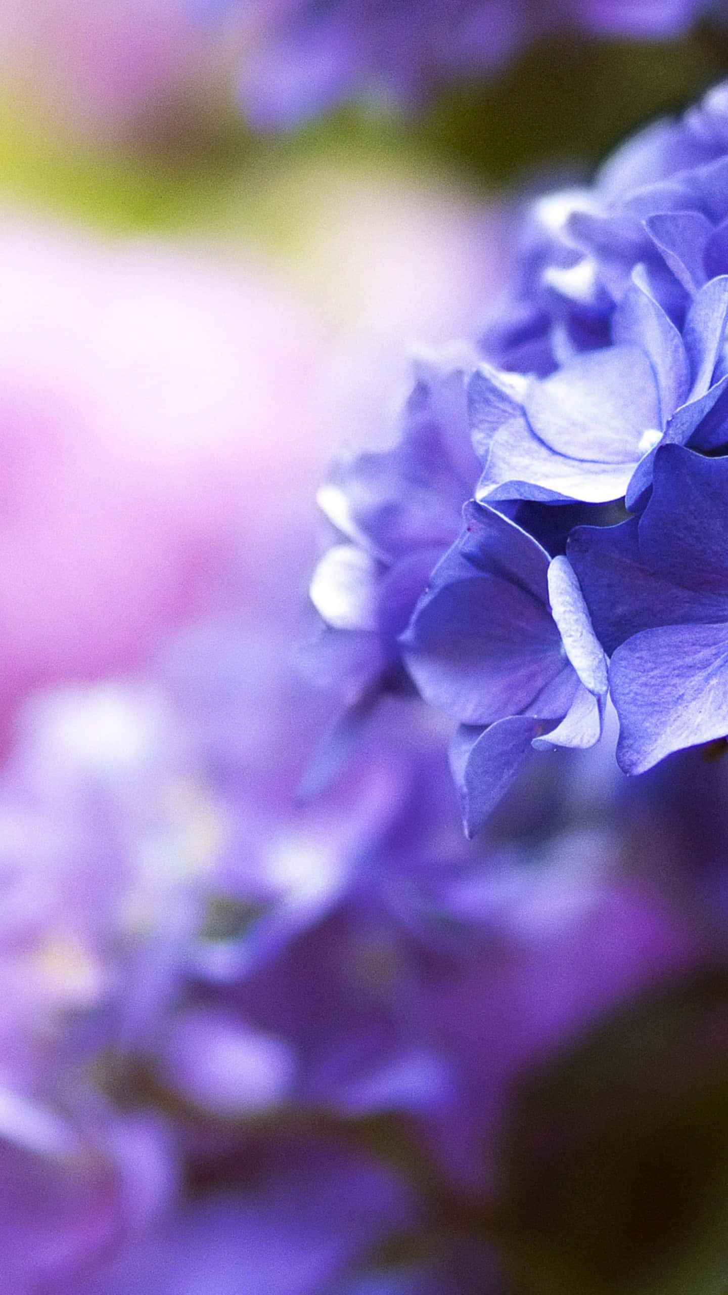 vibrant purple hydrangea blossoms, dewdrop, soft blurred background, 2K Phone Wallpaper