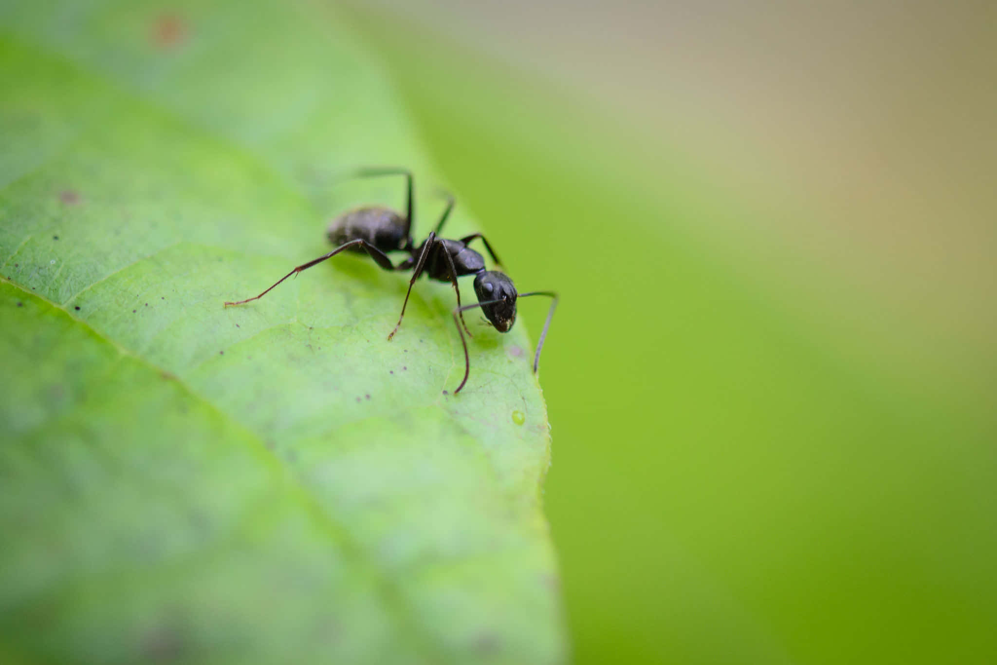 black ant, vibrant green leaf, soft blurred background, Full HD Desktop Wallpaper