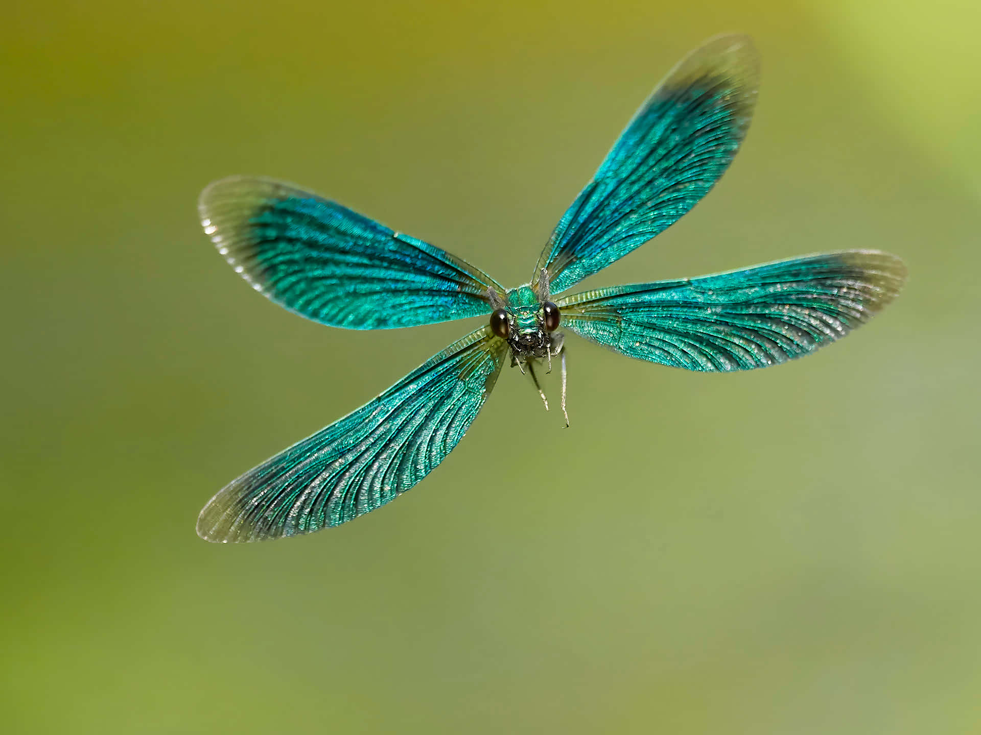 turquoise damselfly, delicate veined wings, soft green blurred background, Full HD Desktop Wallpaper