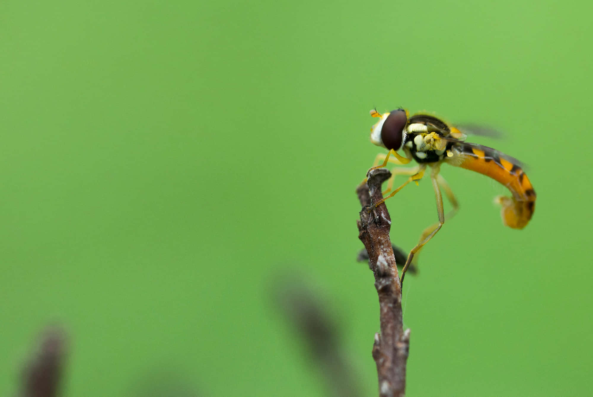 hoverfly, yellow and black, twig, Full HD Desktop Wallpaper
