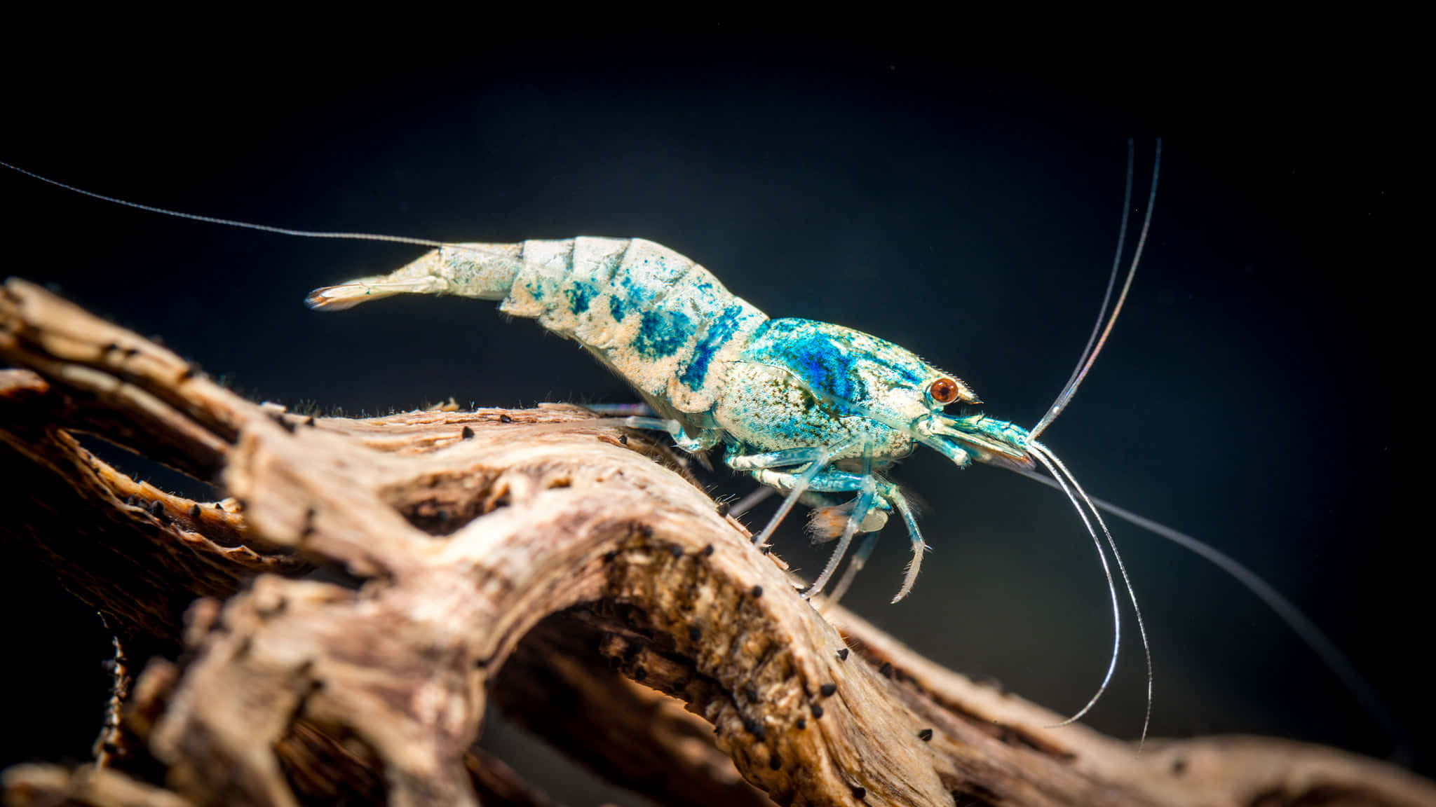 vibrant blue and white shrimp, textured driftwood, stark black background, Full HD Desktop Wallpaper