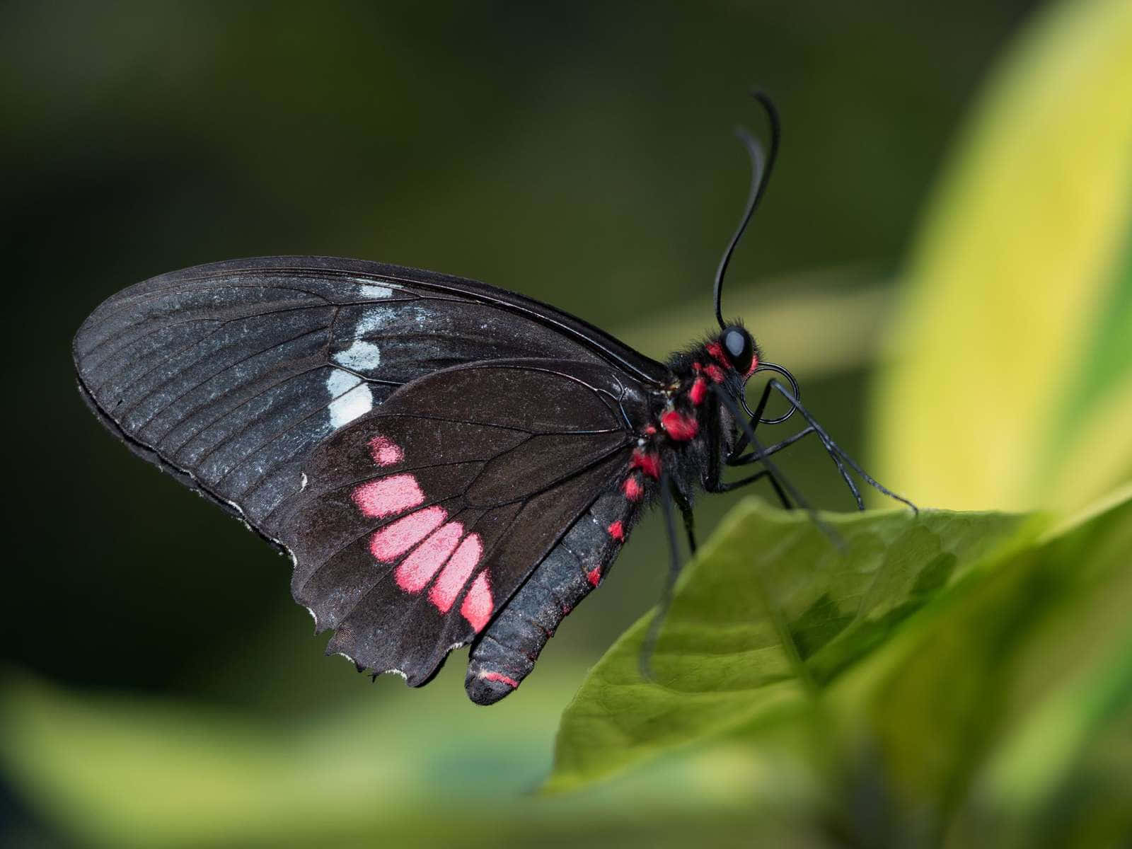 black butterfly, vibrant pink and white markings, lush green leaf, HD Desktop Wallpaper