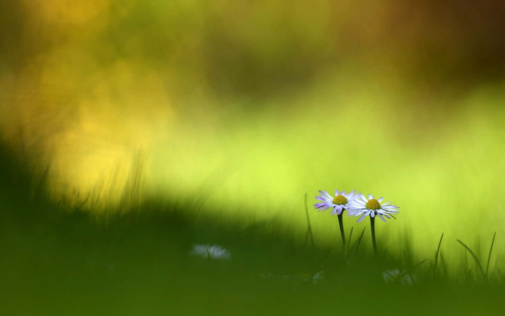 daisies, soft focus grass, warm golden sunlight, HD Desktop Wallpaper