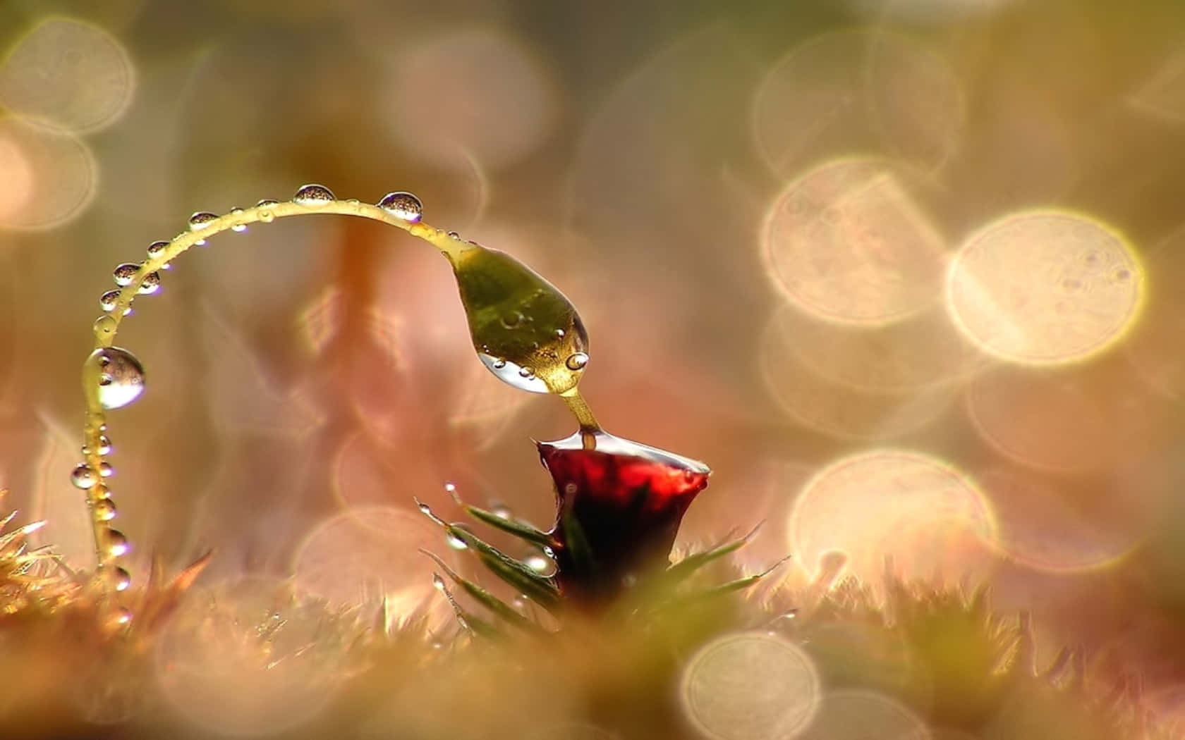 Intricate Beauty of Nature, flower, vibrant red flower bud, HD Desktop Wallpaper