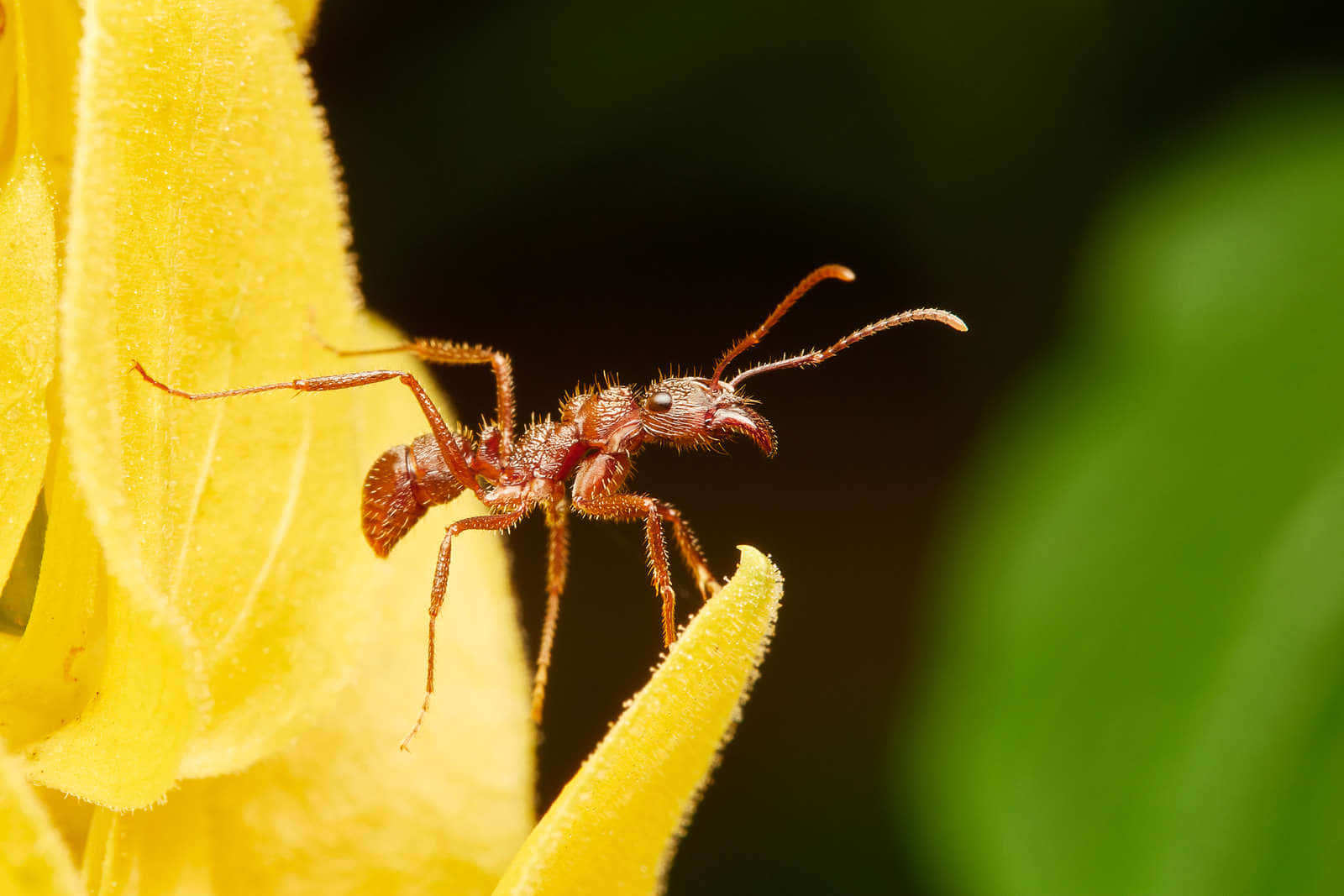 reddish-brown ant, bright yellow flower petal, blurred green background, HD Desktop Wallpaper