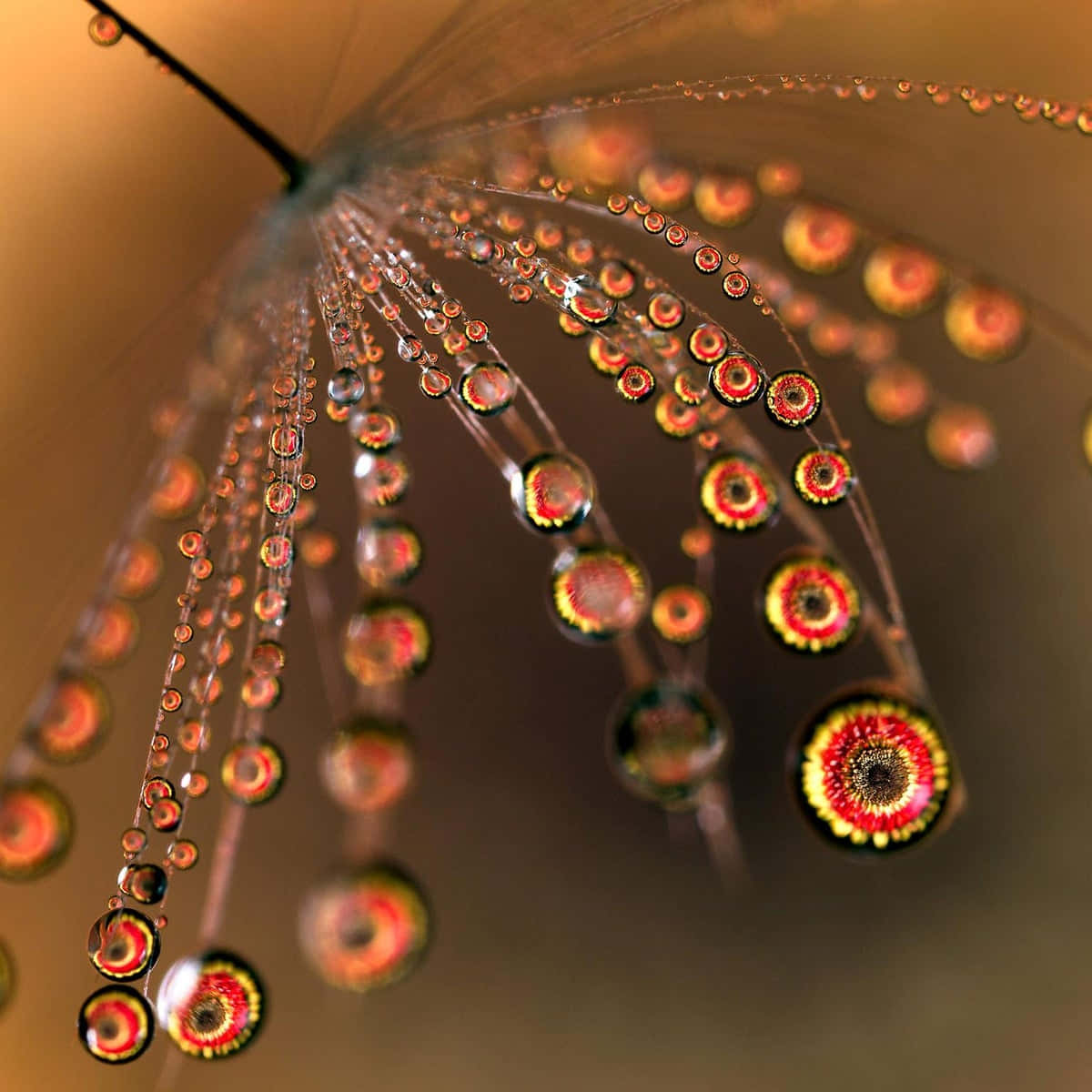 dewdrops, vibrant green leaf, dandelion filaments, SD Desktop Wallpaper