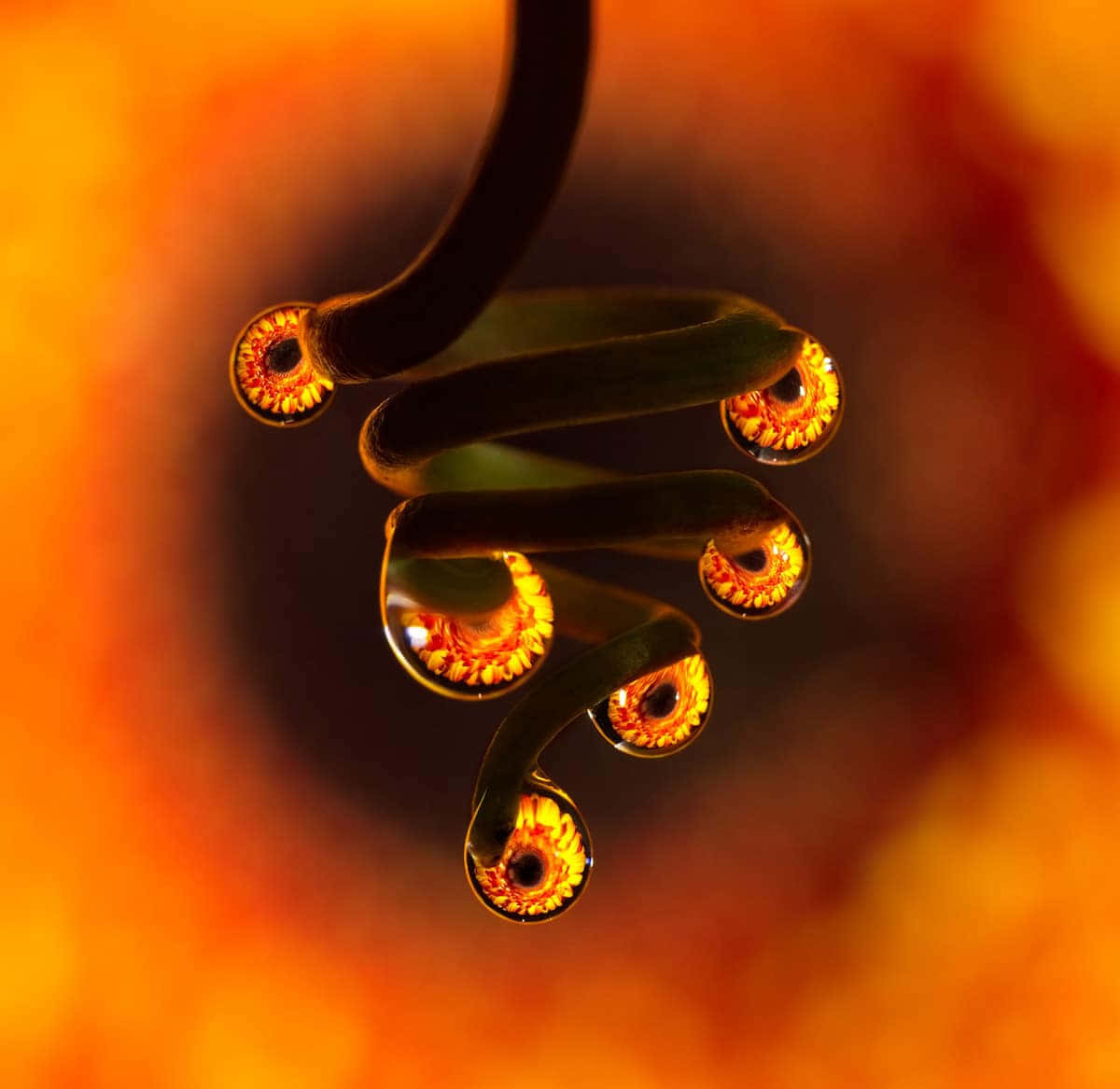 curved green stem, dewdrops, fiery orange flower centers, SD Desktop Wallpaper
