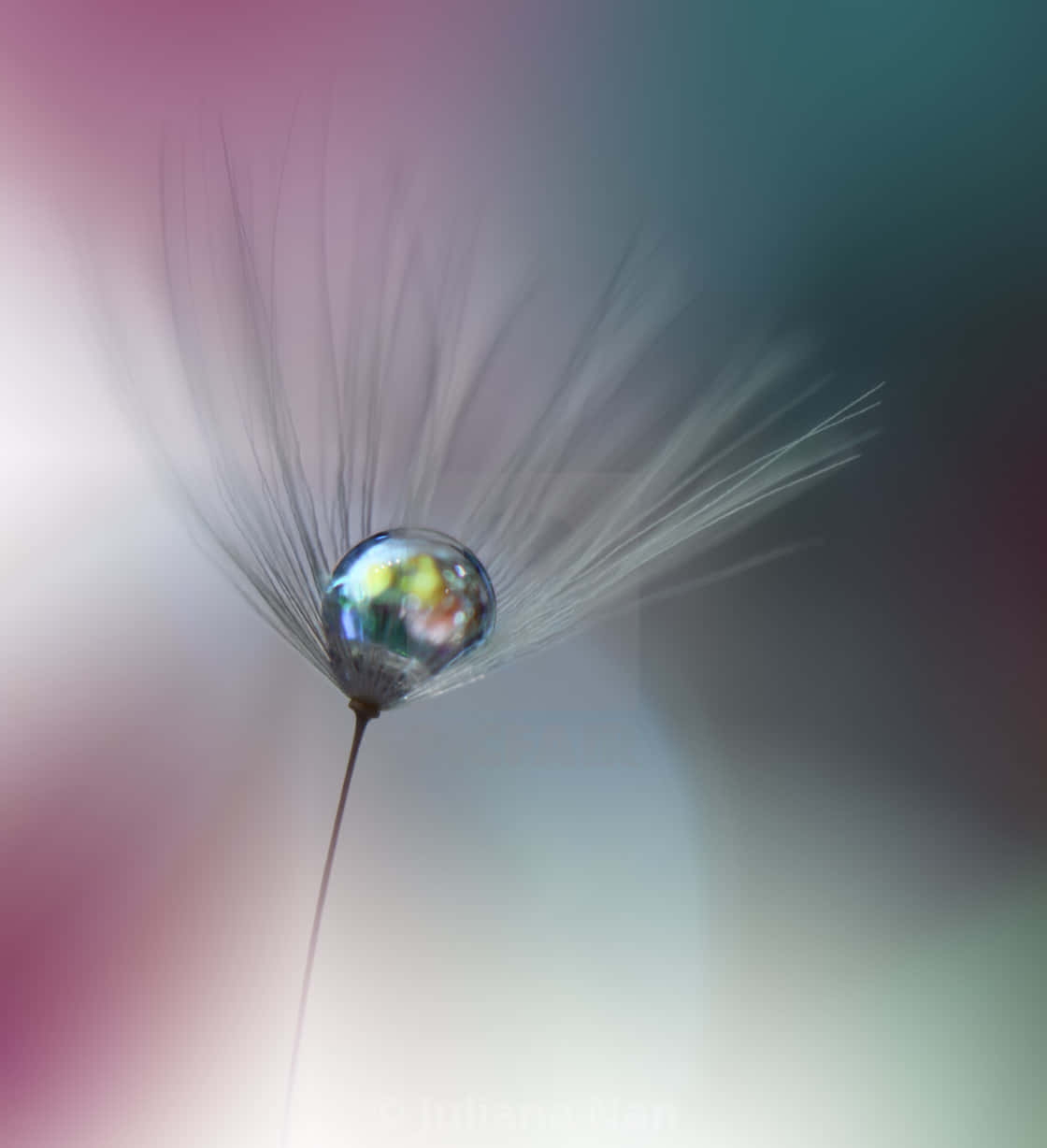 dandelion seed head, shimmering dewdrop, rainbow colors, SD Phone Wallpaper