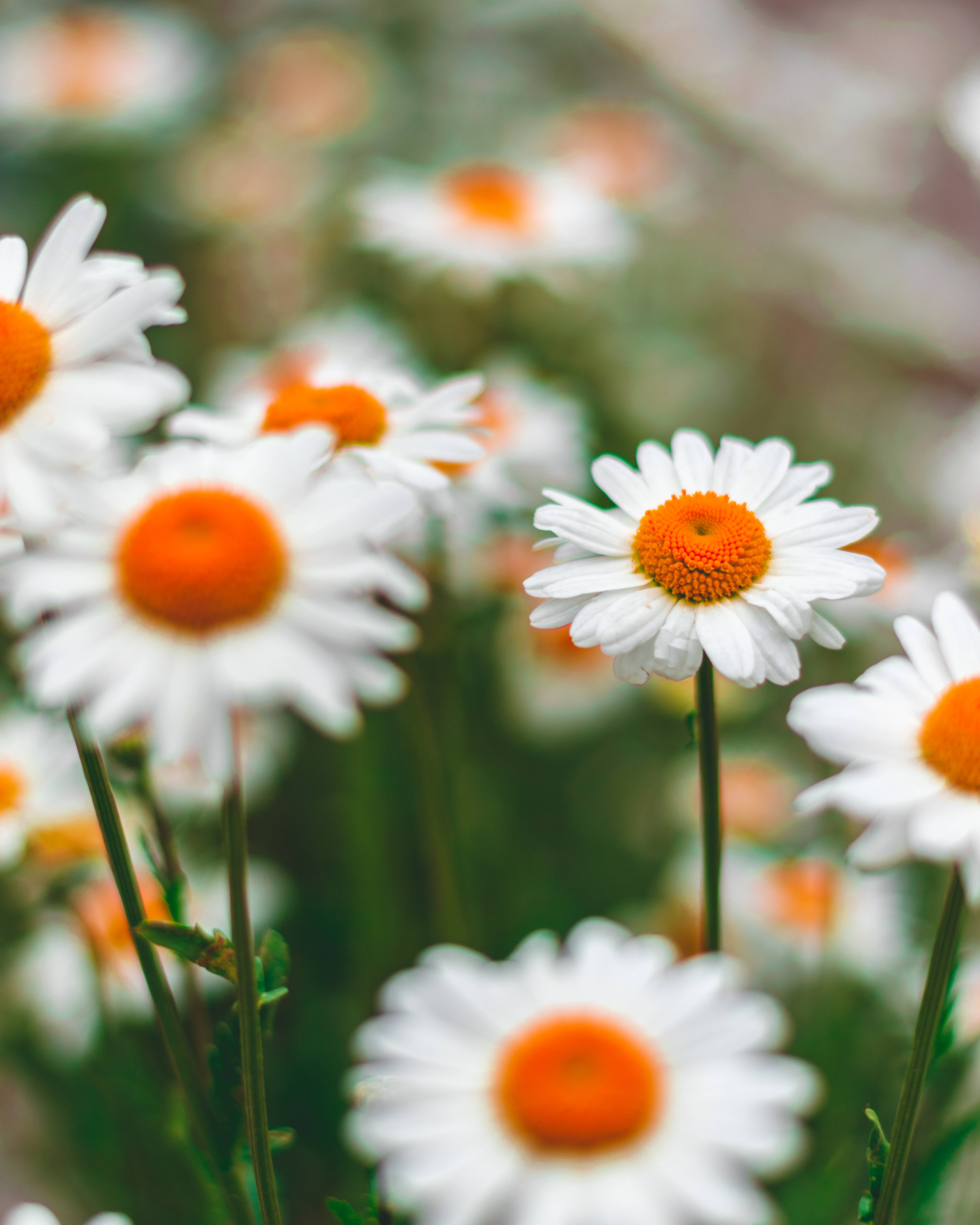 orange aesthetic daisies, white daisies, bright orange centers, 4K Phone Wallpaper