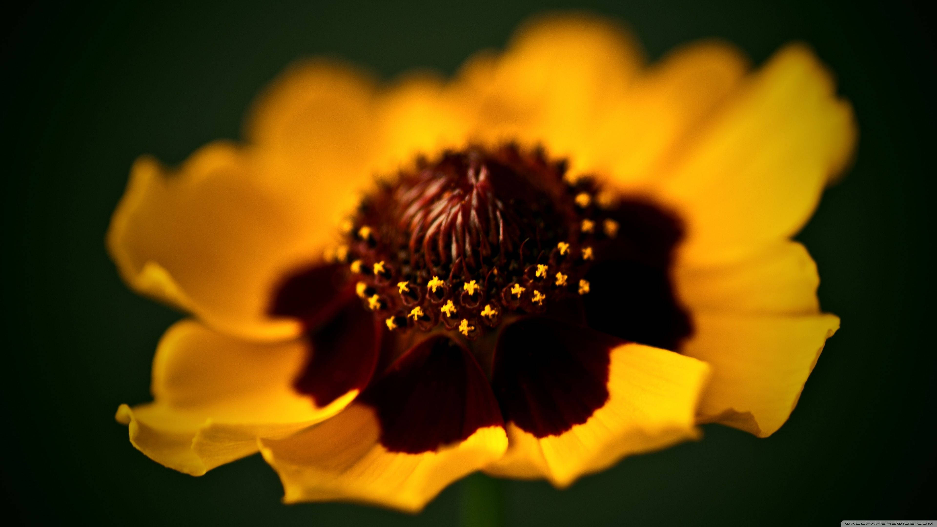 yellow, brown, macro flower, 4K Desktop Wallpaper