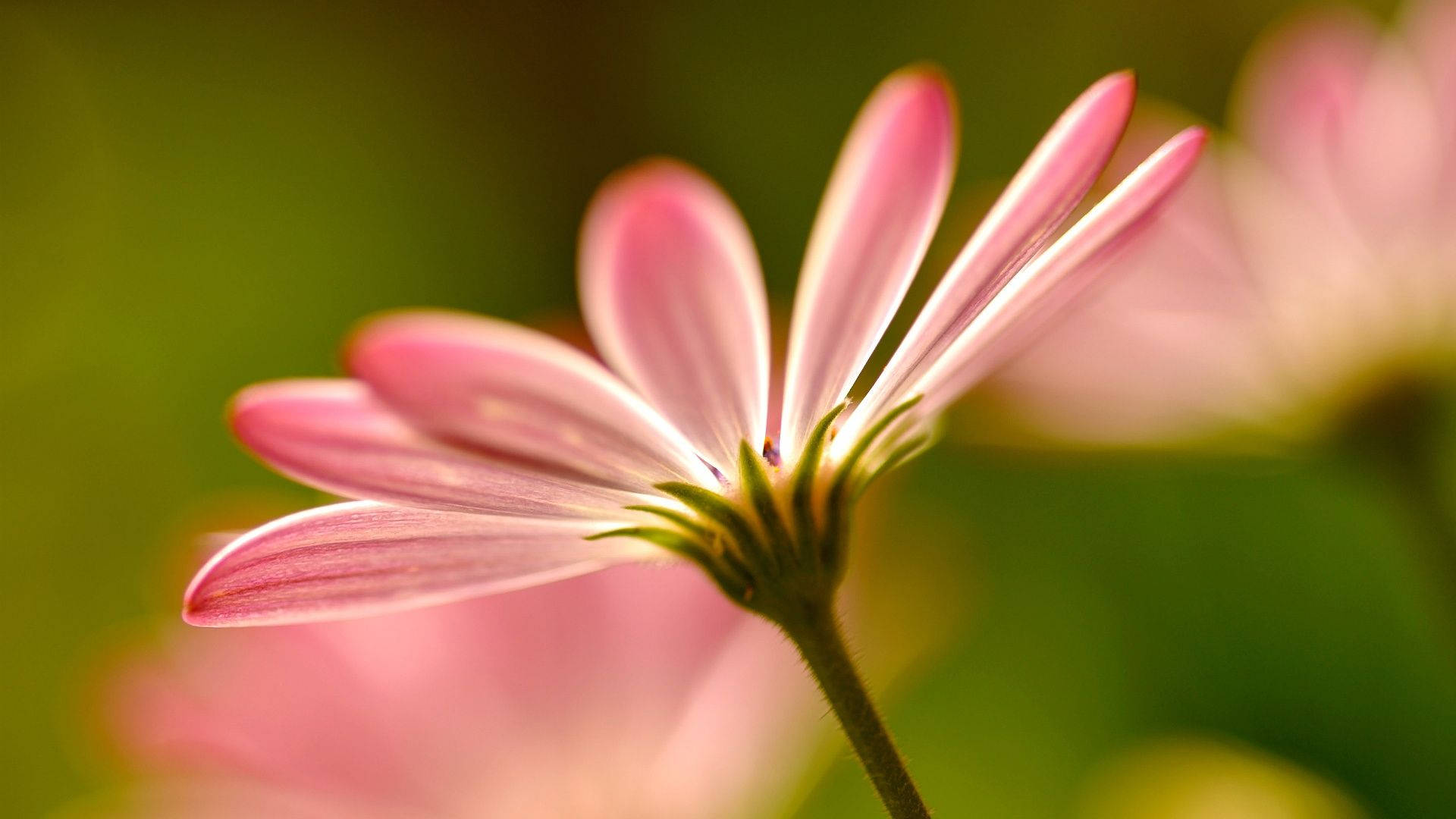 muted pink petal, macro flower, slender petals, Full HD Desktop Wallpaper