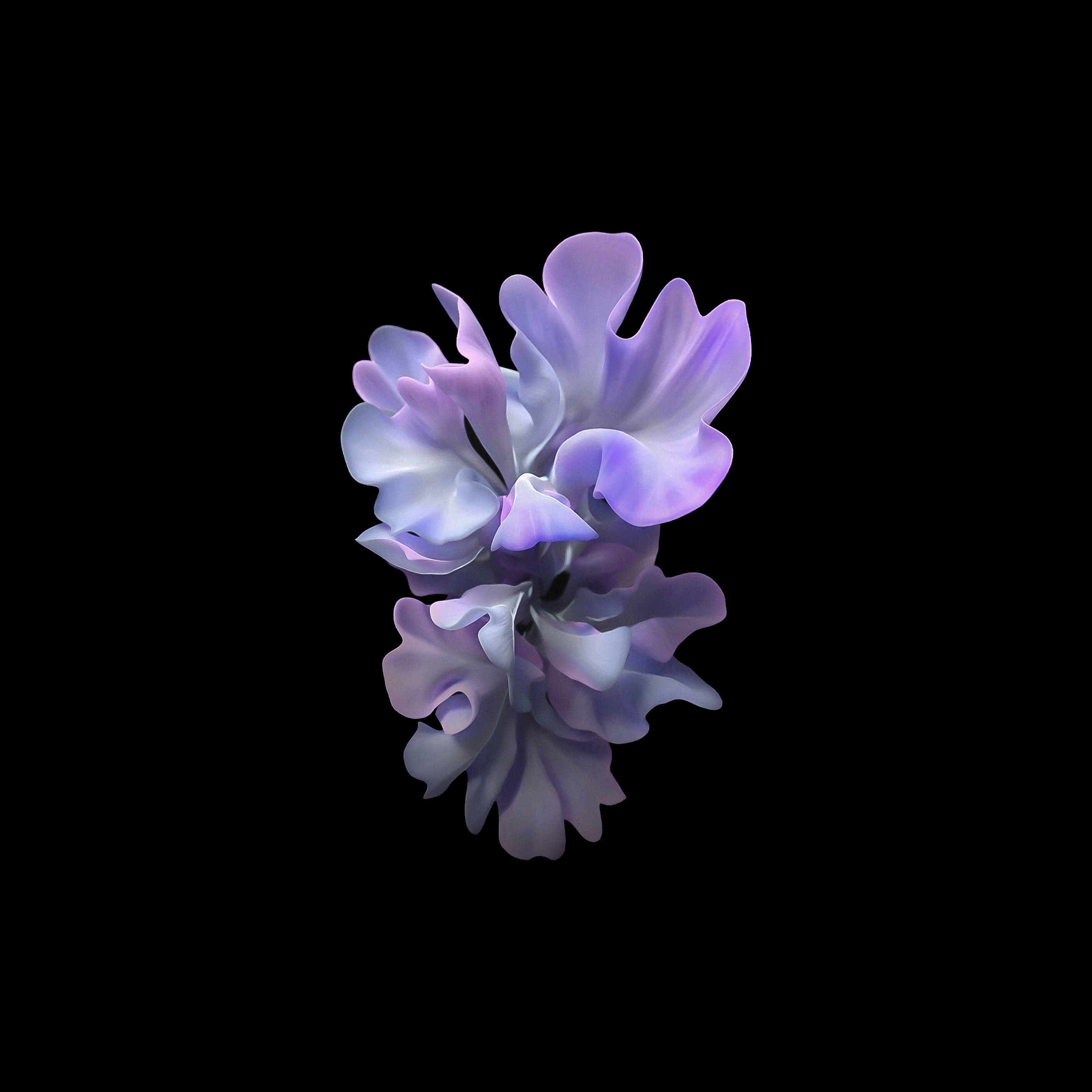 surreal digital flower, lavender and white petals, pure black background, 2K Desktop Wallpaper