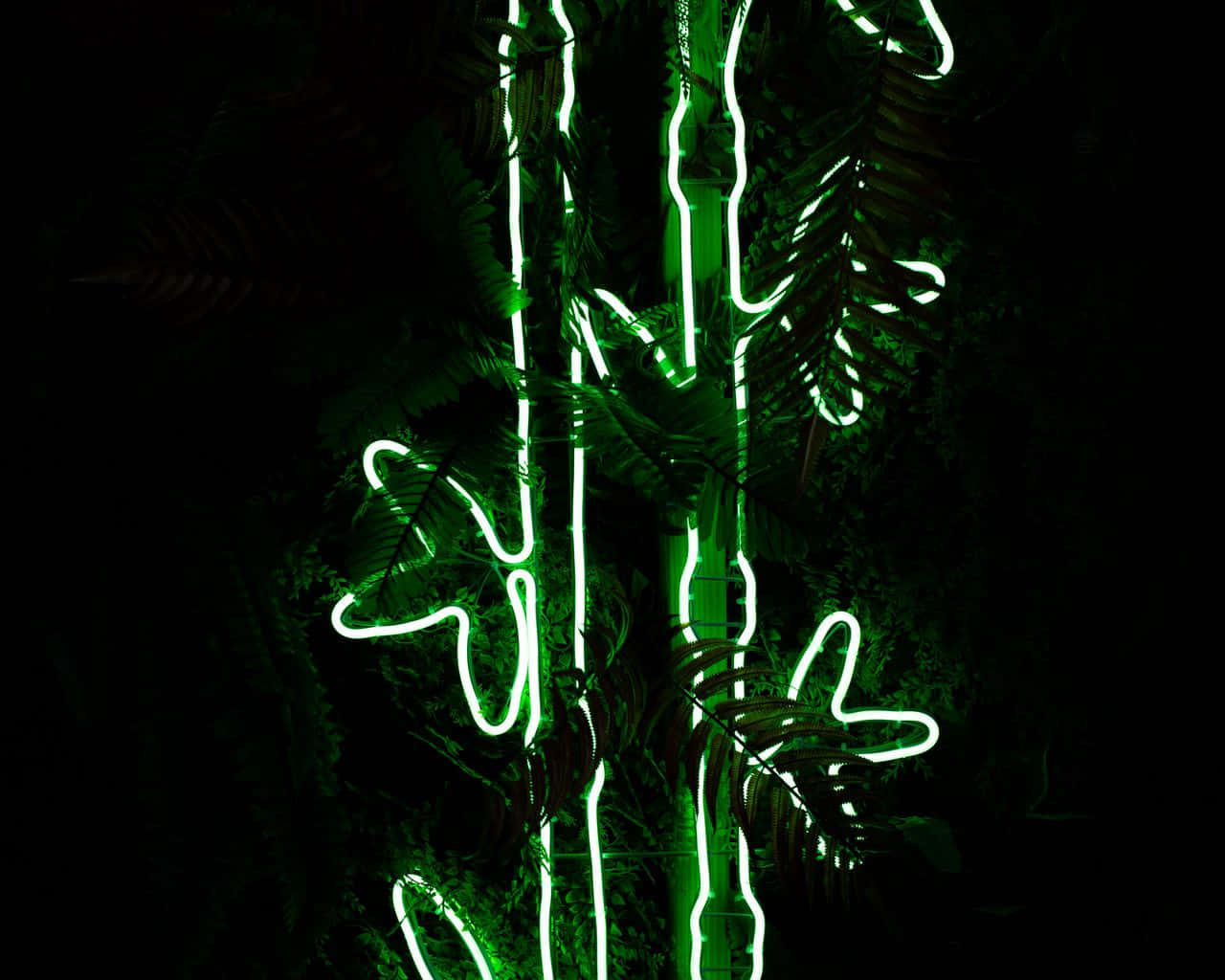 neon lights, fern fronds, pitch black background, HD Desktop Wallpaper