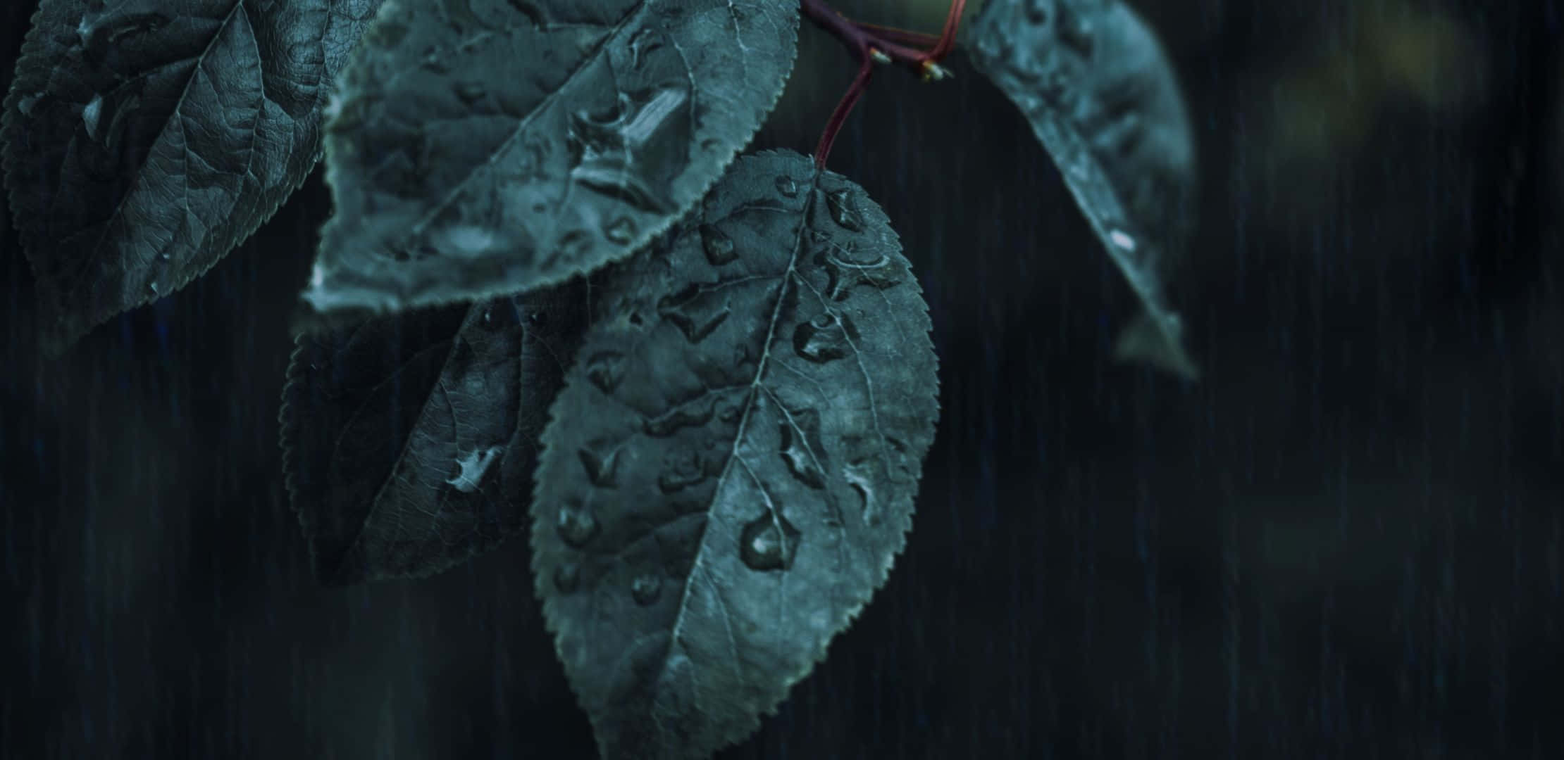 ocean sunrise, dark green leaves, raindrops, Full HD Desktop Wallpaper