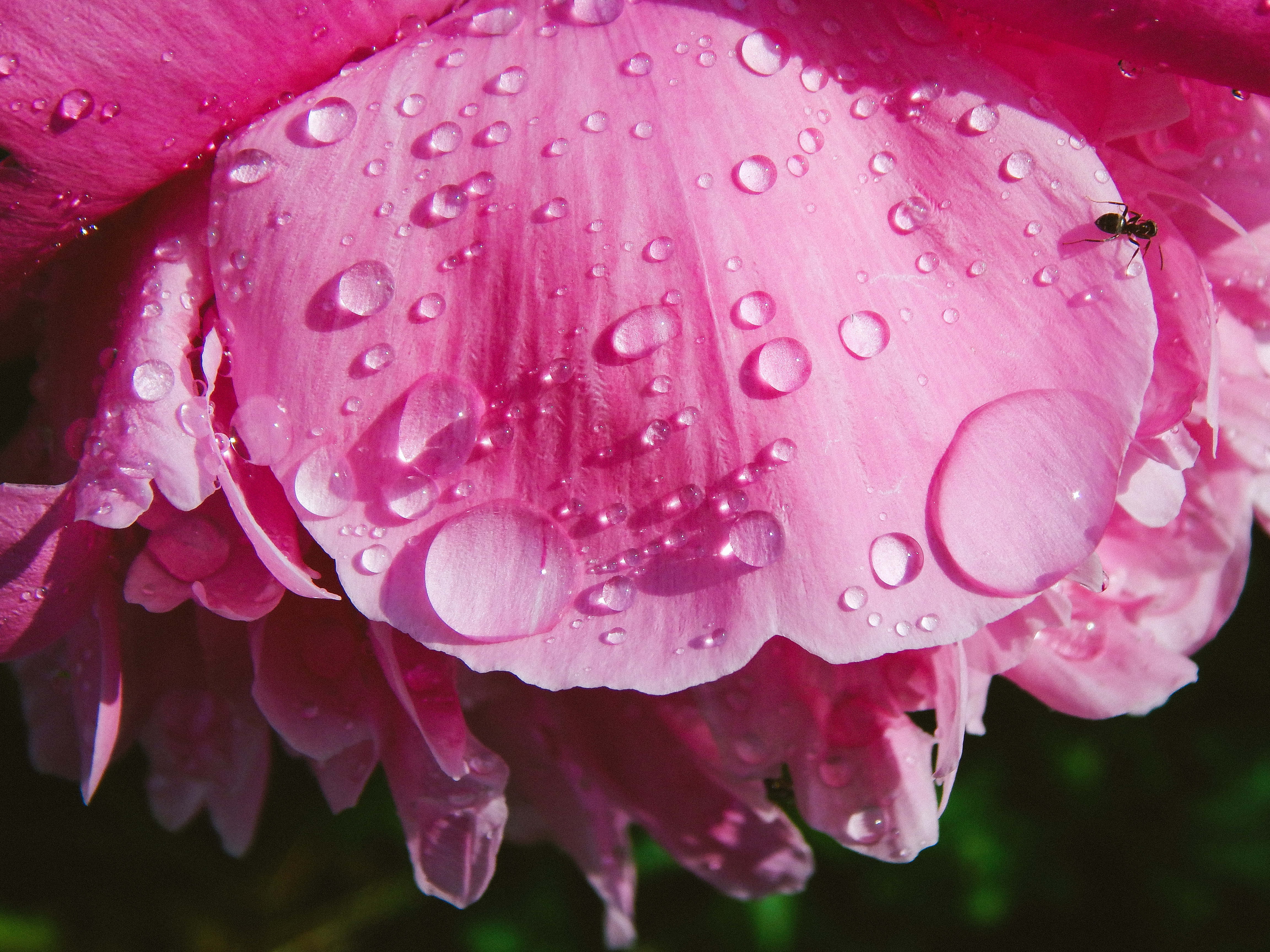 pink peony petal, dewdrops, tiny ant, 4K Desktop Wallpaper