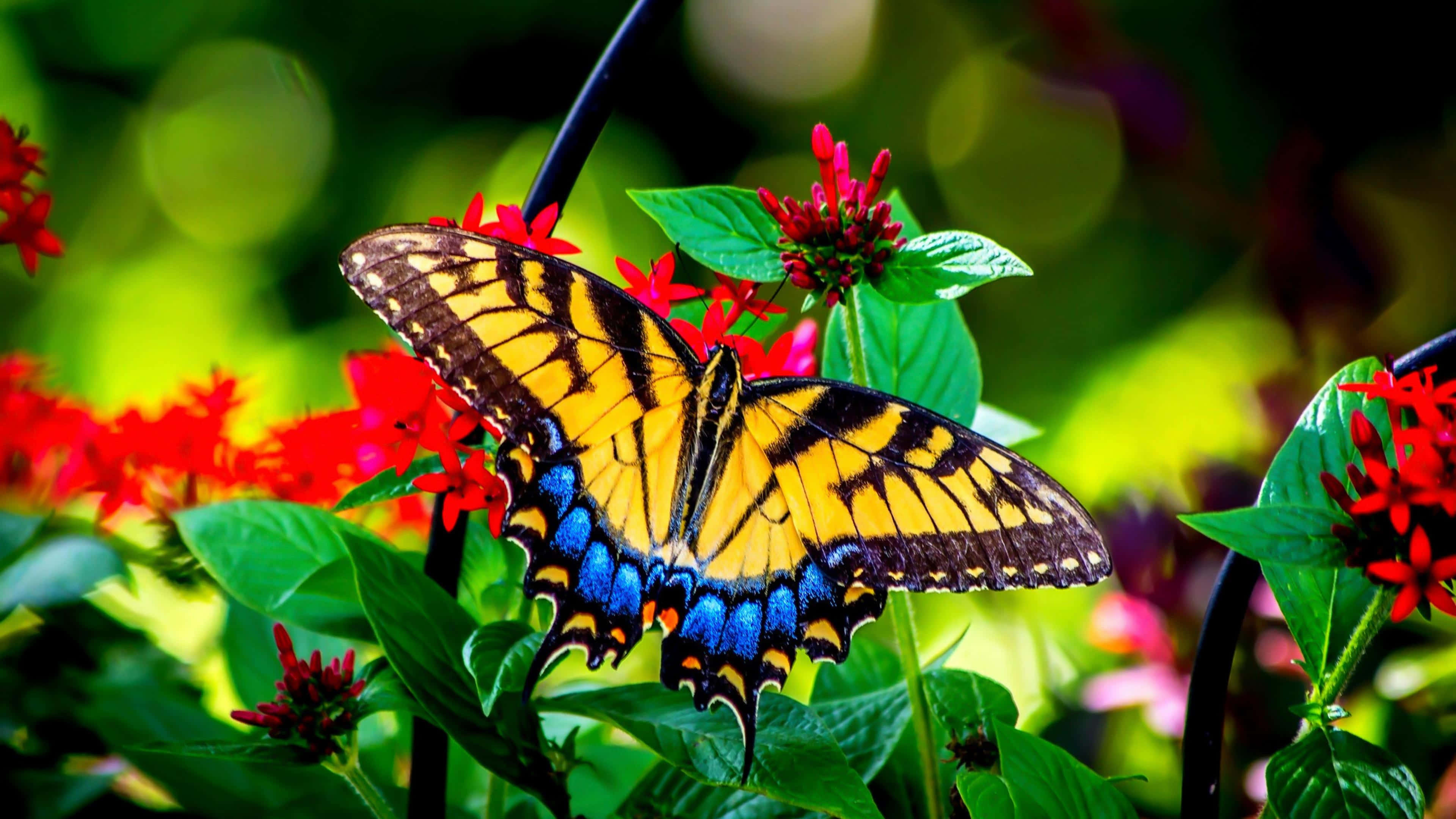 tiger swallowtail butterfly, yellow and blue, bright red flowers, 4K Desktop Wallpaper