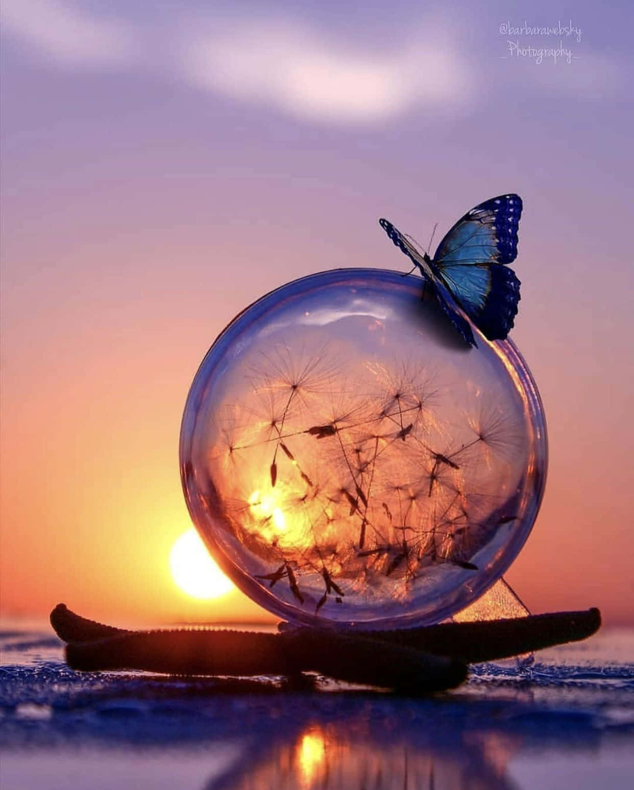 blue butterfly, glass sphere, dandelion seeds, HD Phone Wallpaper