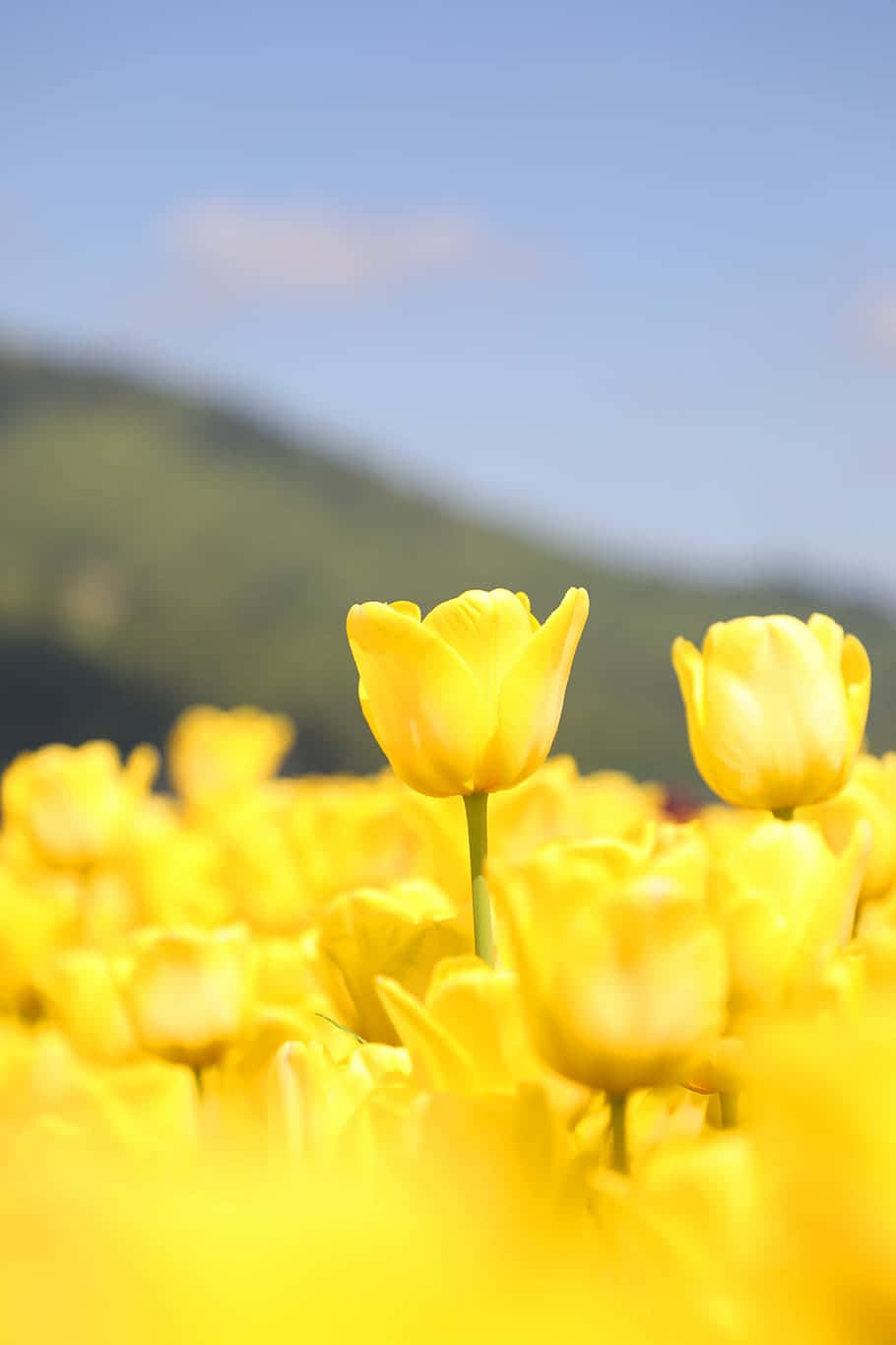 sunrise, misty forest, vibrant yellow tulips, HD Phone Wallpaper