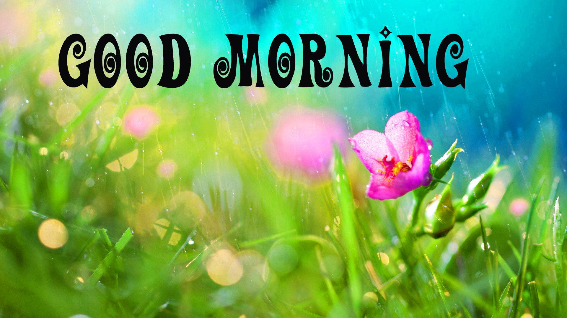 Good Morning, vibrant pink flower, dewy green grass, Full HD Desktop Wallpaper