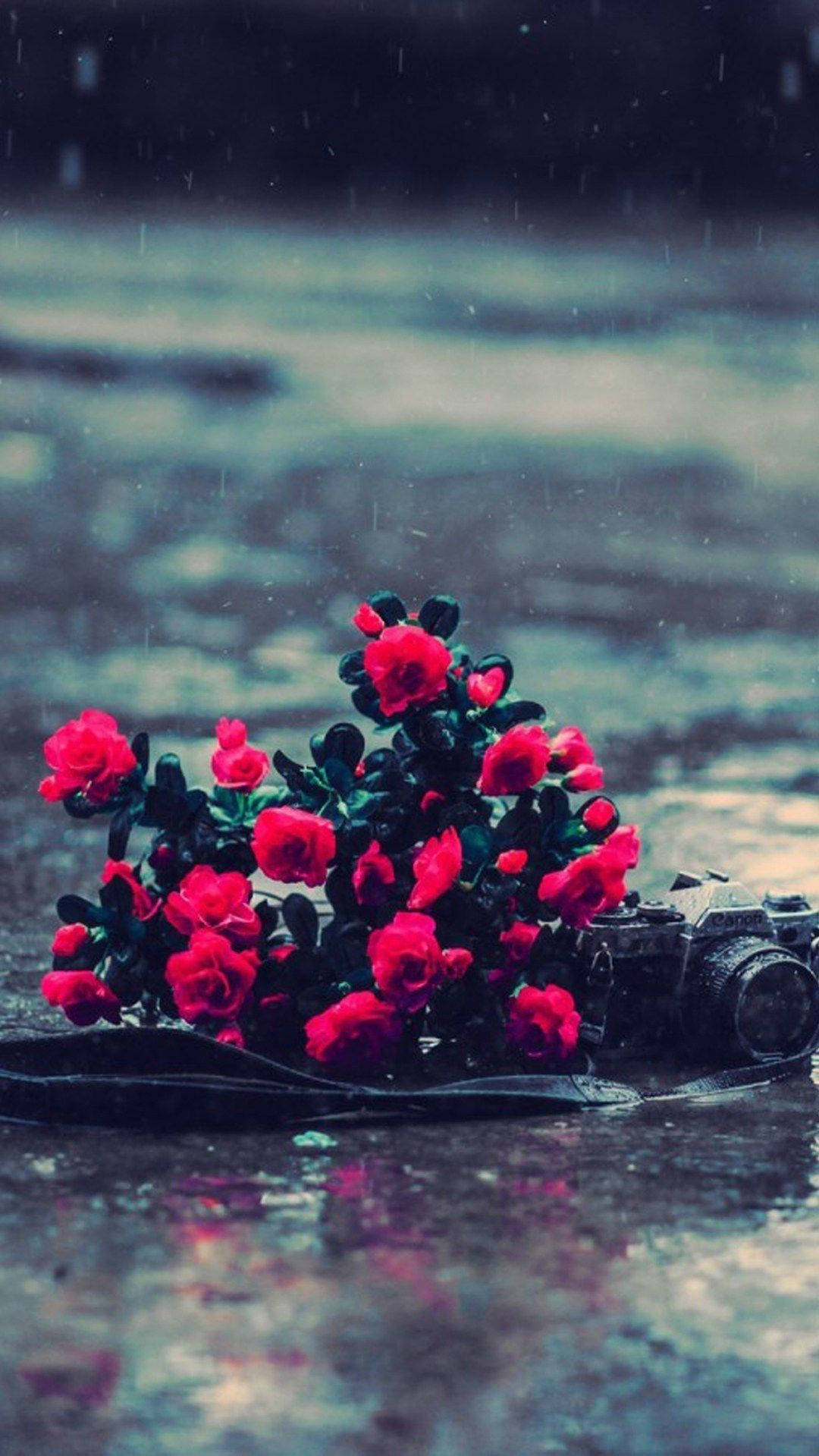 vintage camera, vibrant red flowers, rain-slicked pavement, HD Phone Wallpaper