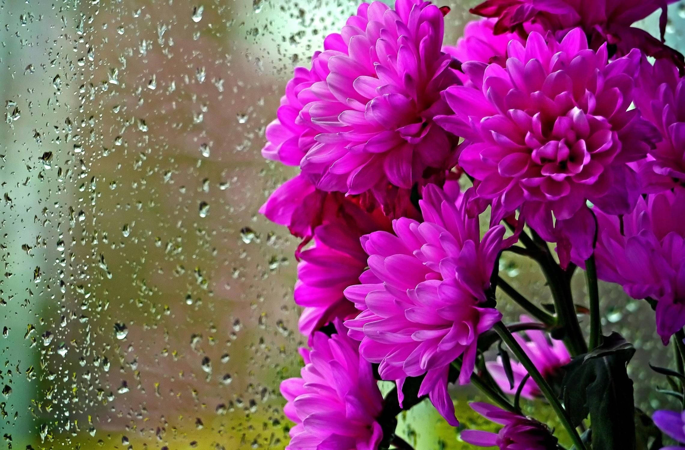 pink chrysanthemums, rain-speckled window, green and yellow background, Full HD Desktop Wallpaper