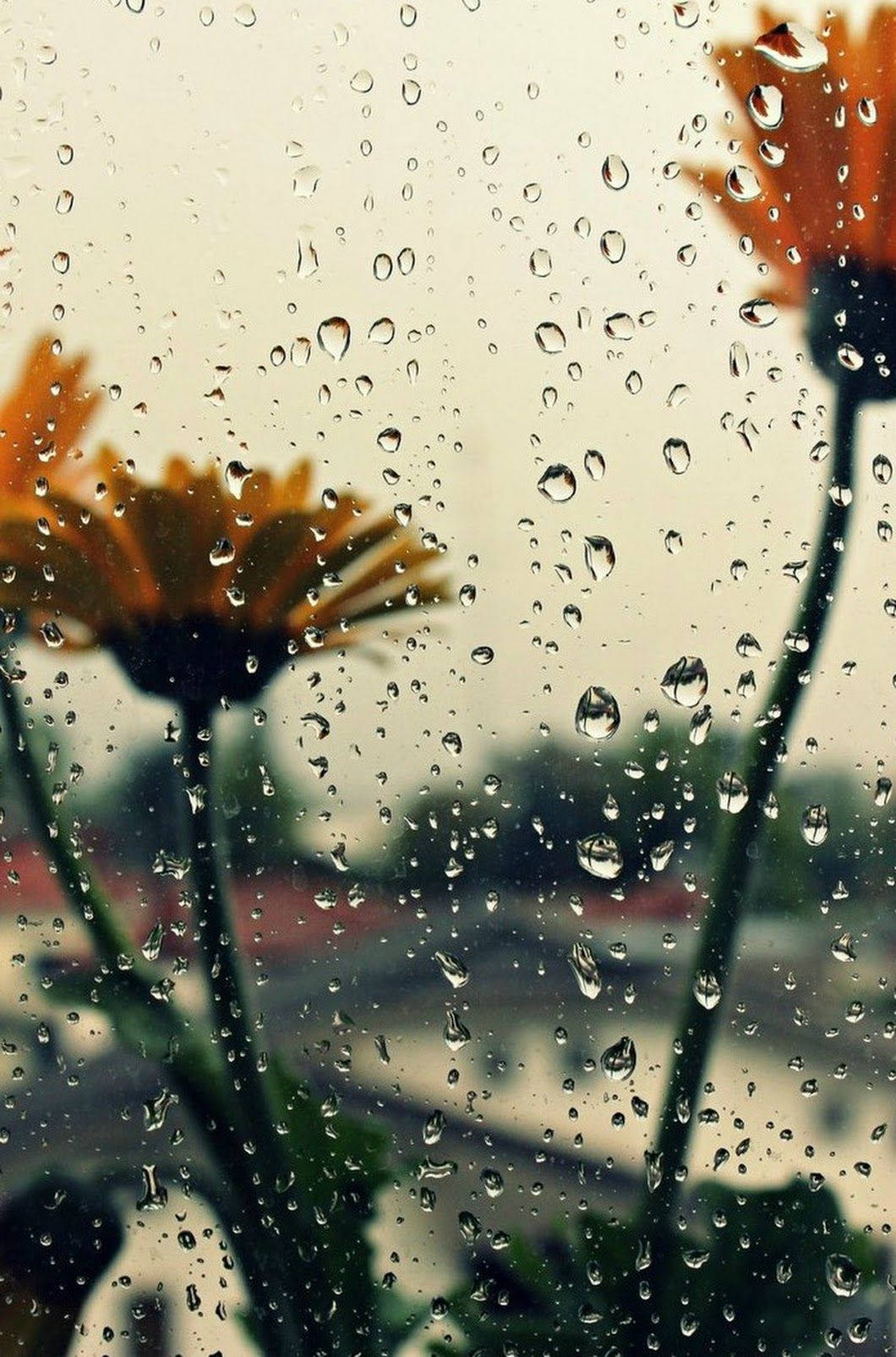 sunflowers, beautiful rain, raindrops, HD Phone Wallpaper