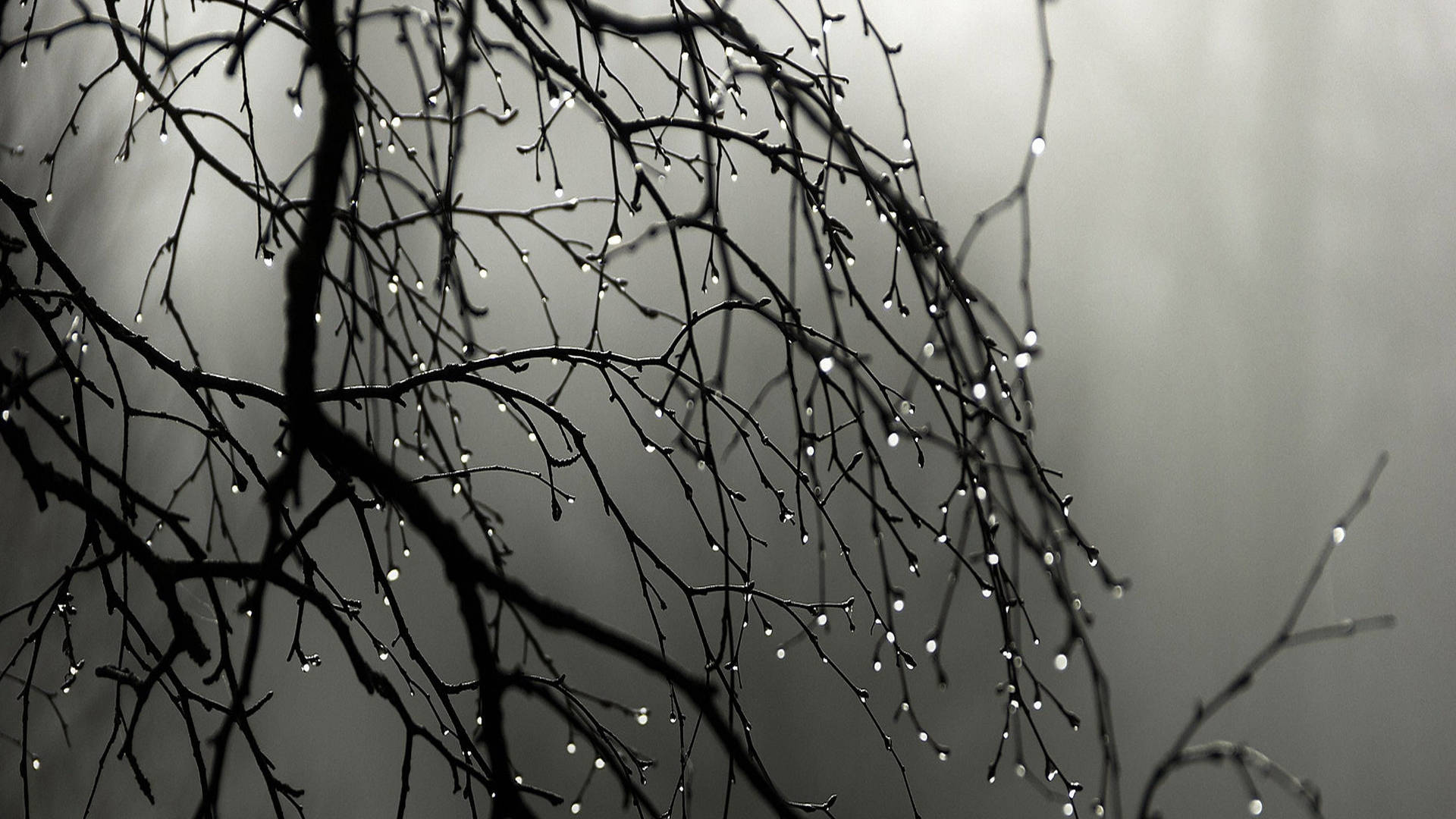 twigs, dewdrops, gray misty background, Full HD Desktop Wallpaper