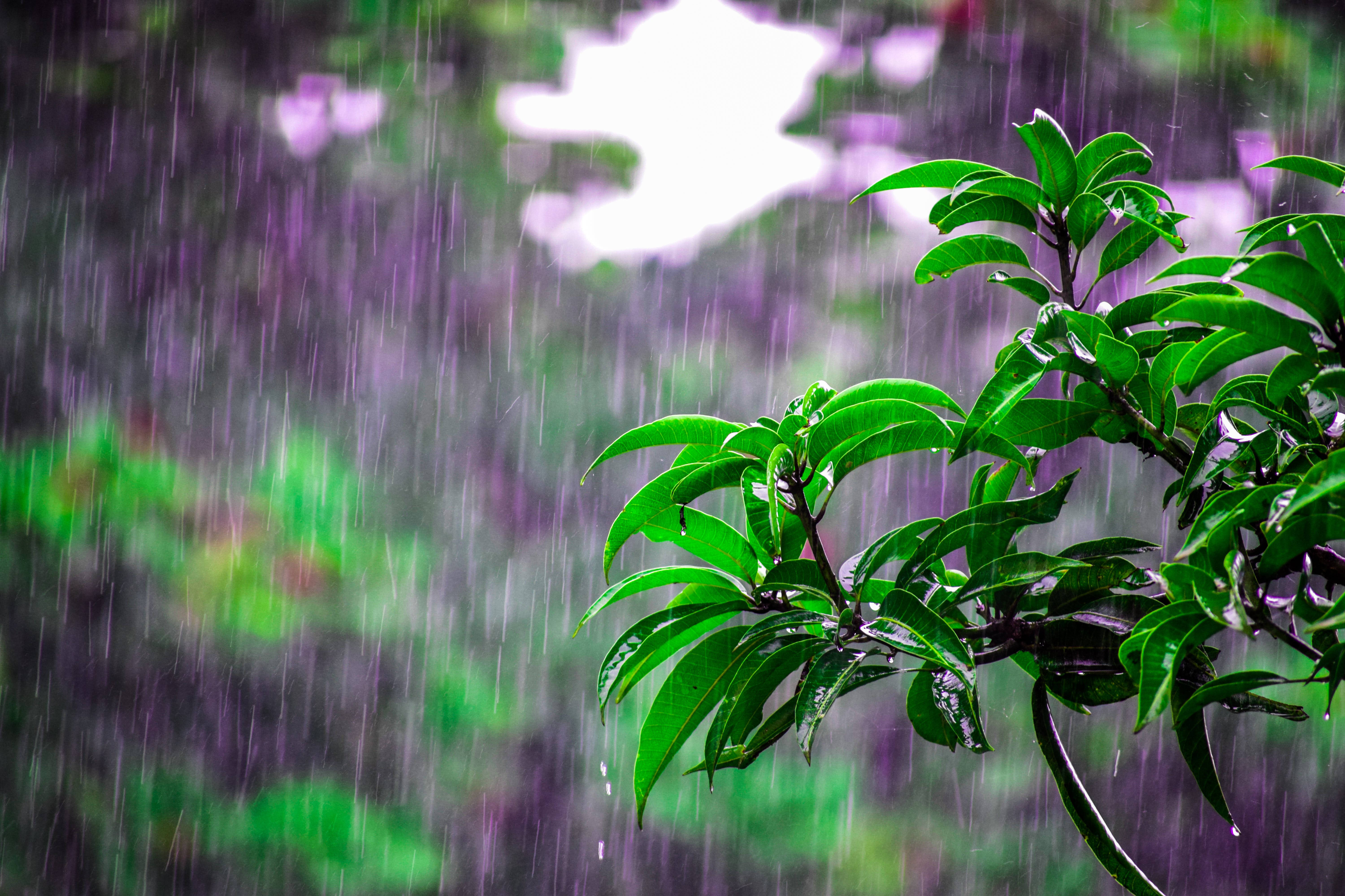 leafy branches, beautiful rain, vibrant green leaves, 5K Desktop Wallpaper