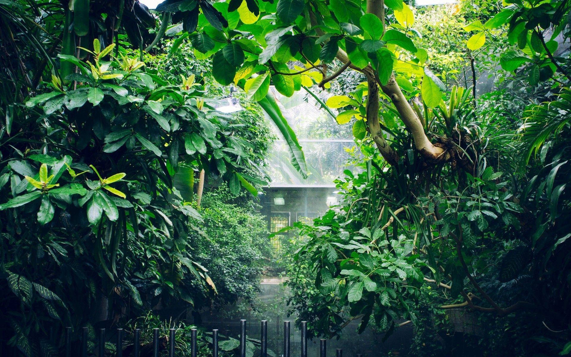 lush green foliage, misty jungle pathway, hidden wooden cabin, Full HD Desktop Wallpaper